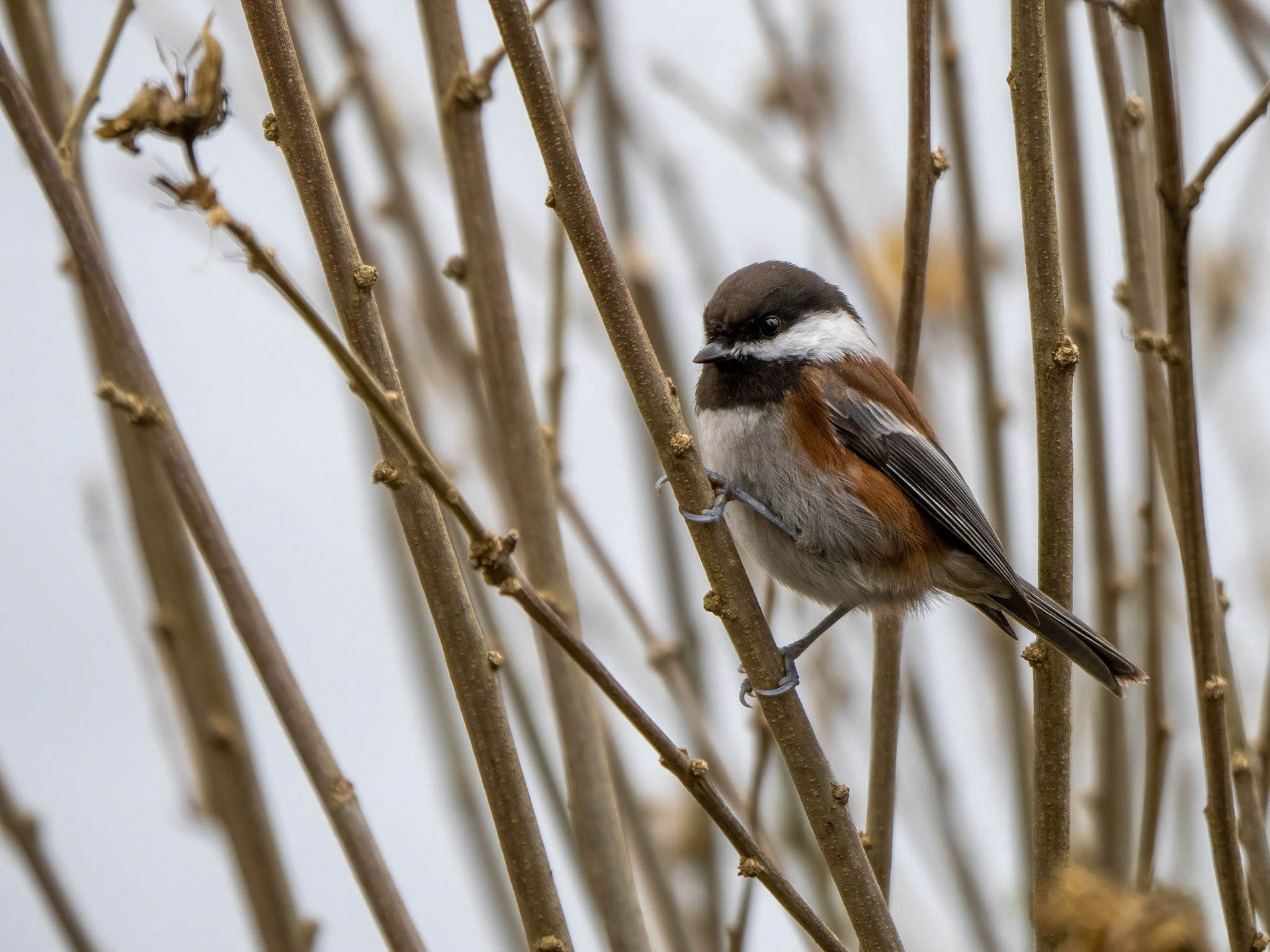 Chestnut-backed Chickadee