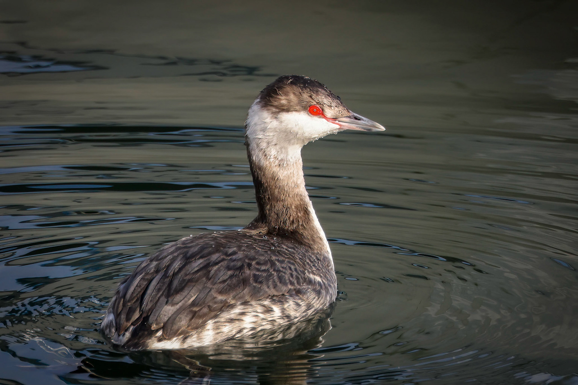 Horned Grebe