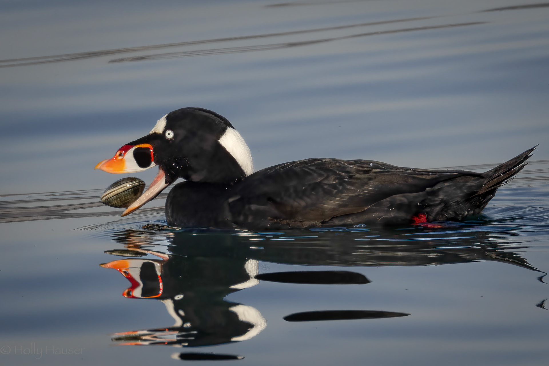 Surf Scoter
