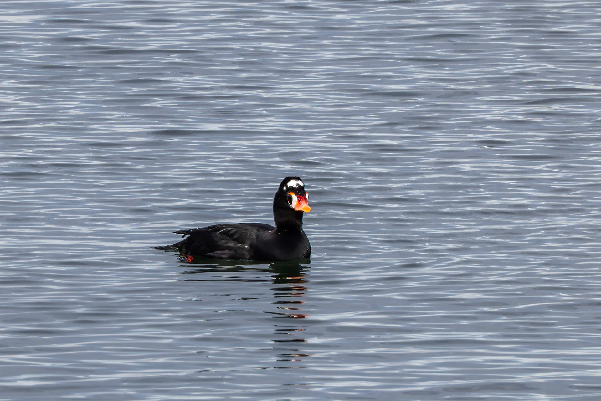 Surf Scoter