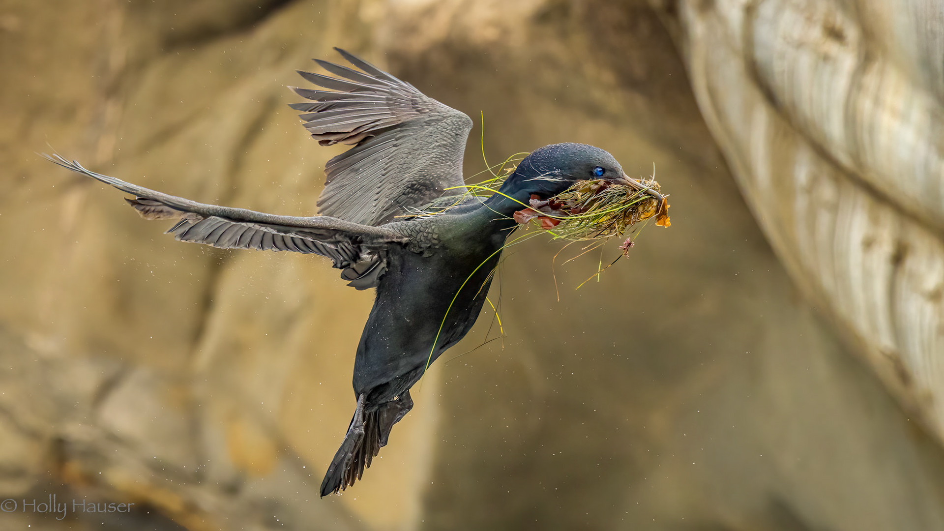 Brandt's Cormorant