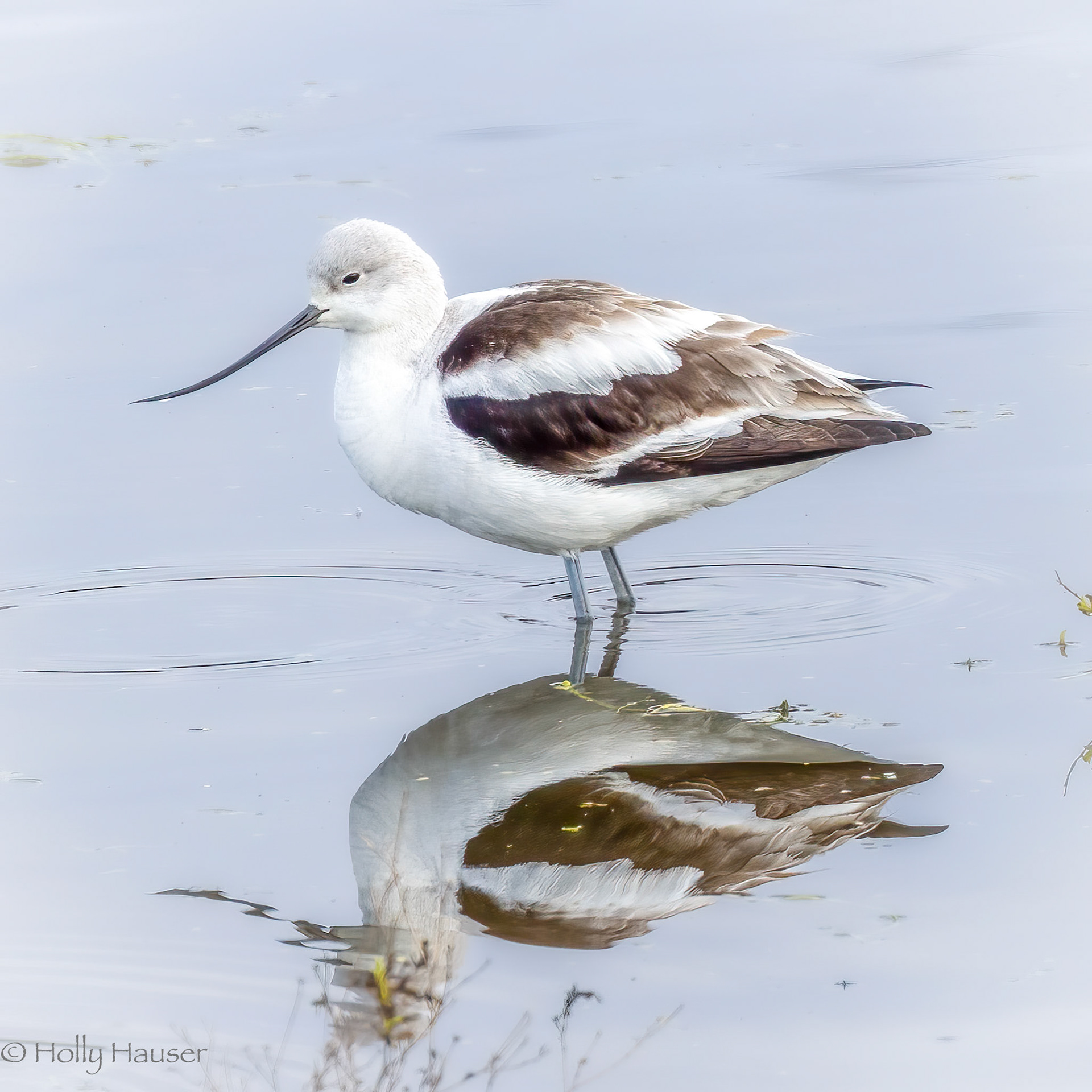 Avocet