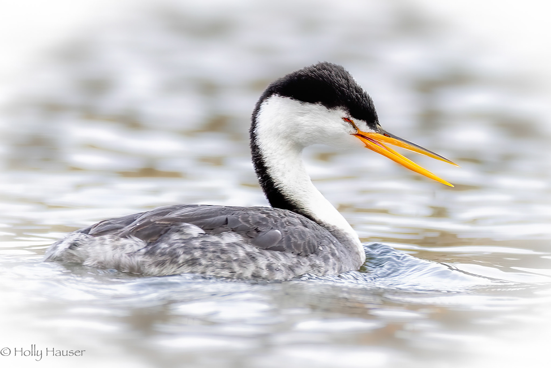 Clark's Grebe