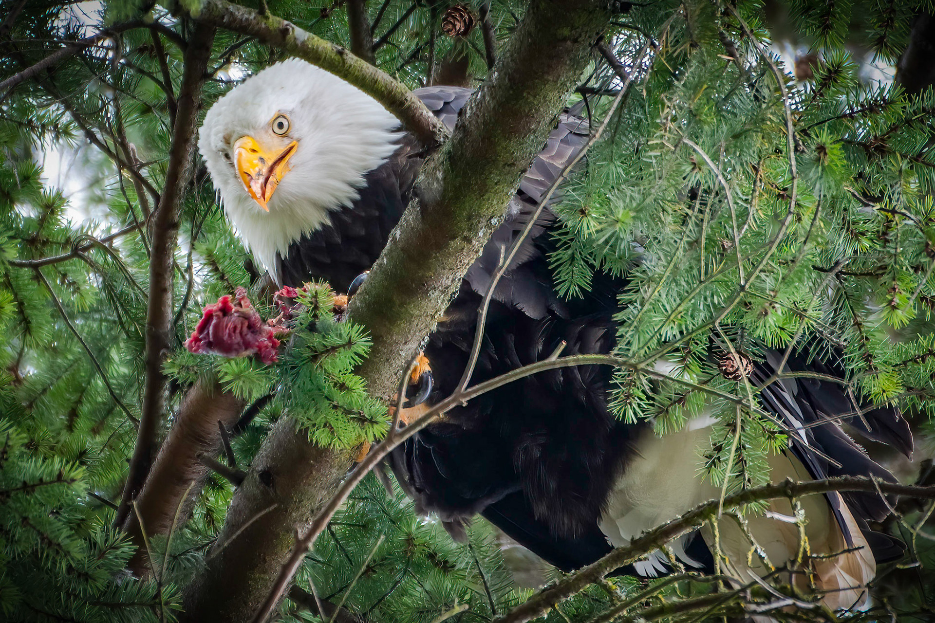 Mature Bald Eagle, dropping catch, Issaquah