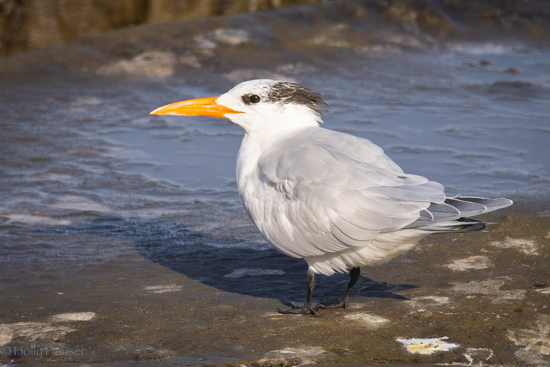 Royal Tern