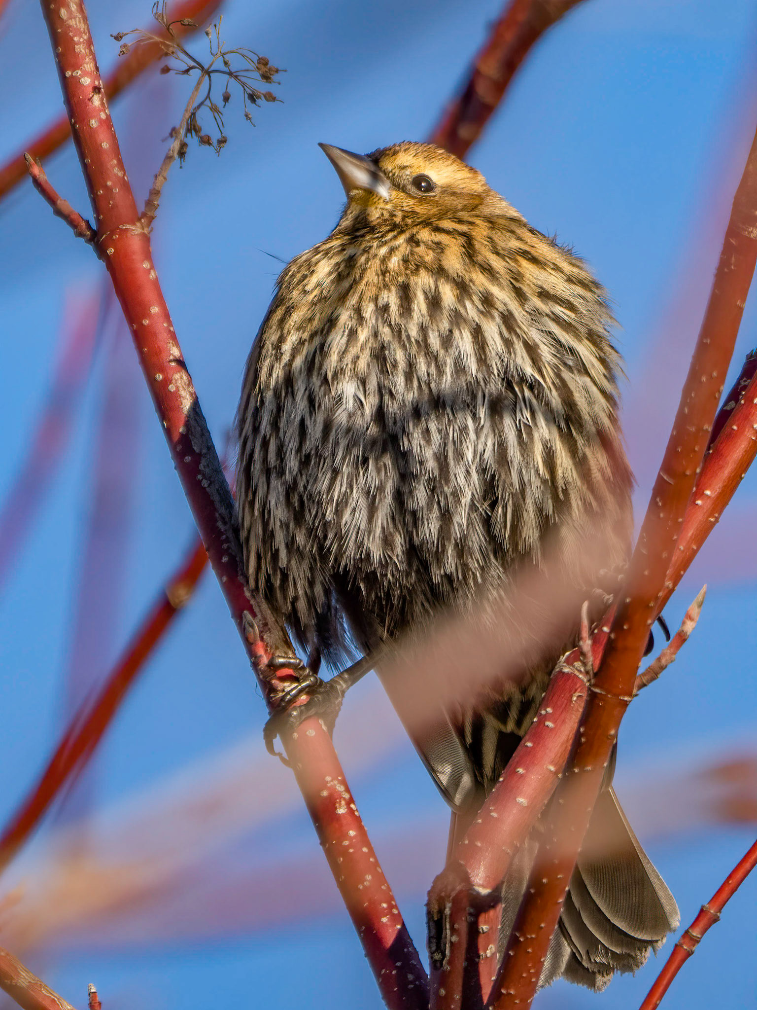 Red-winged Blackbird