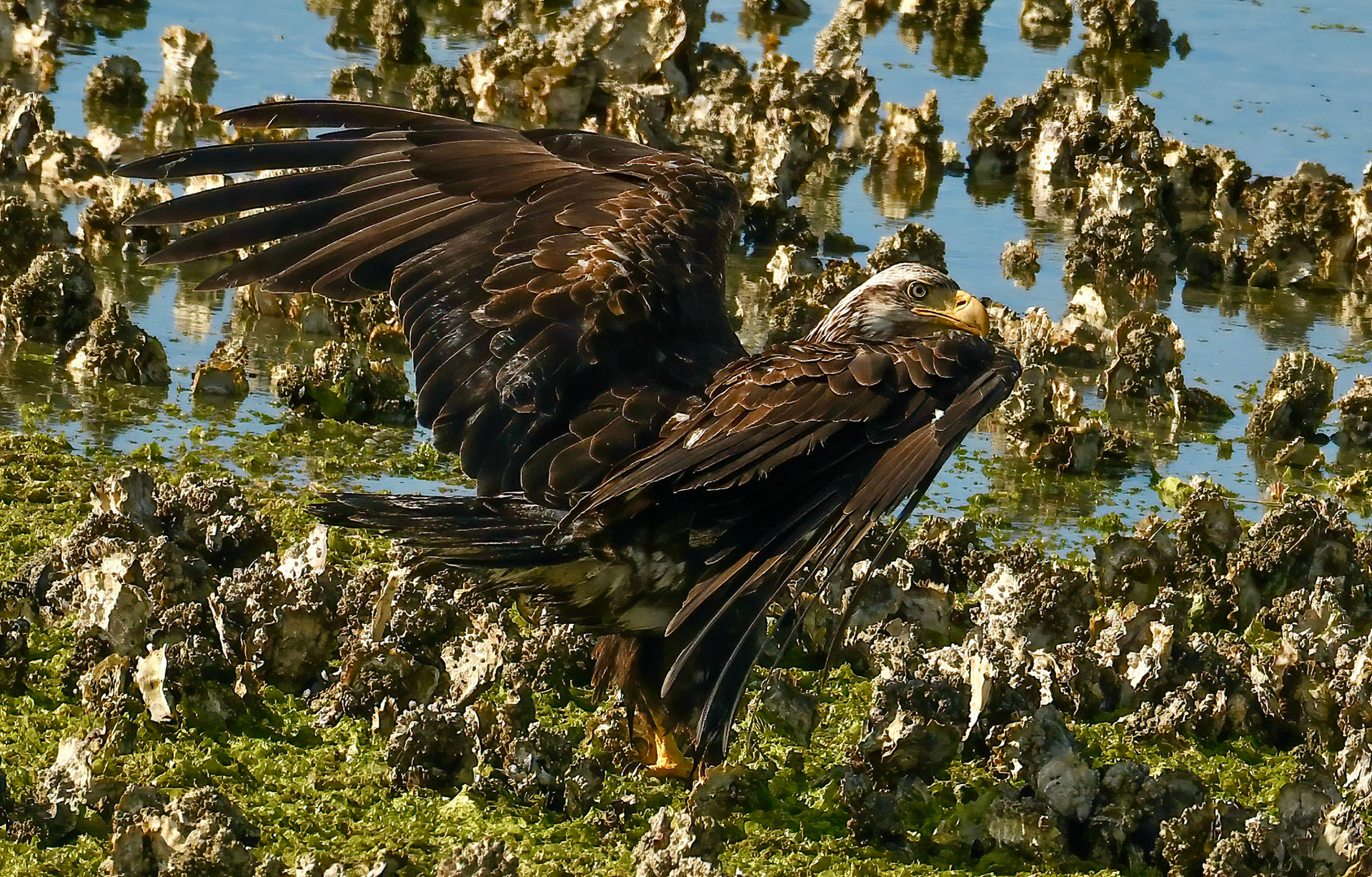 Juvenile Eagle, Big Beef Creek