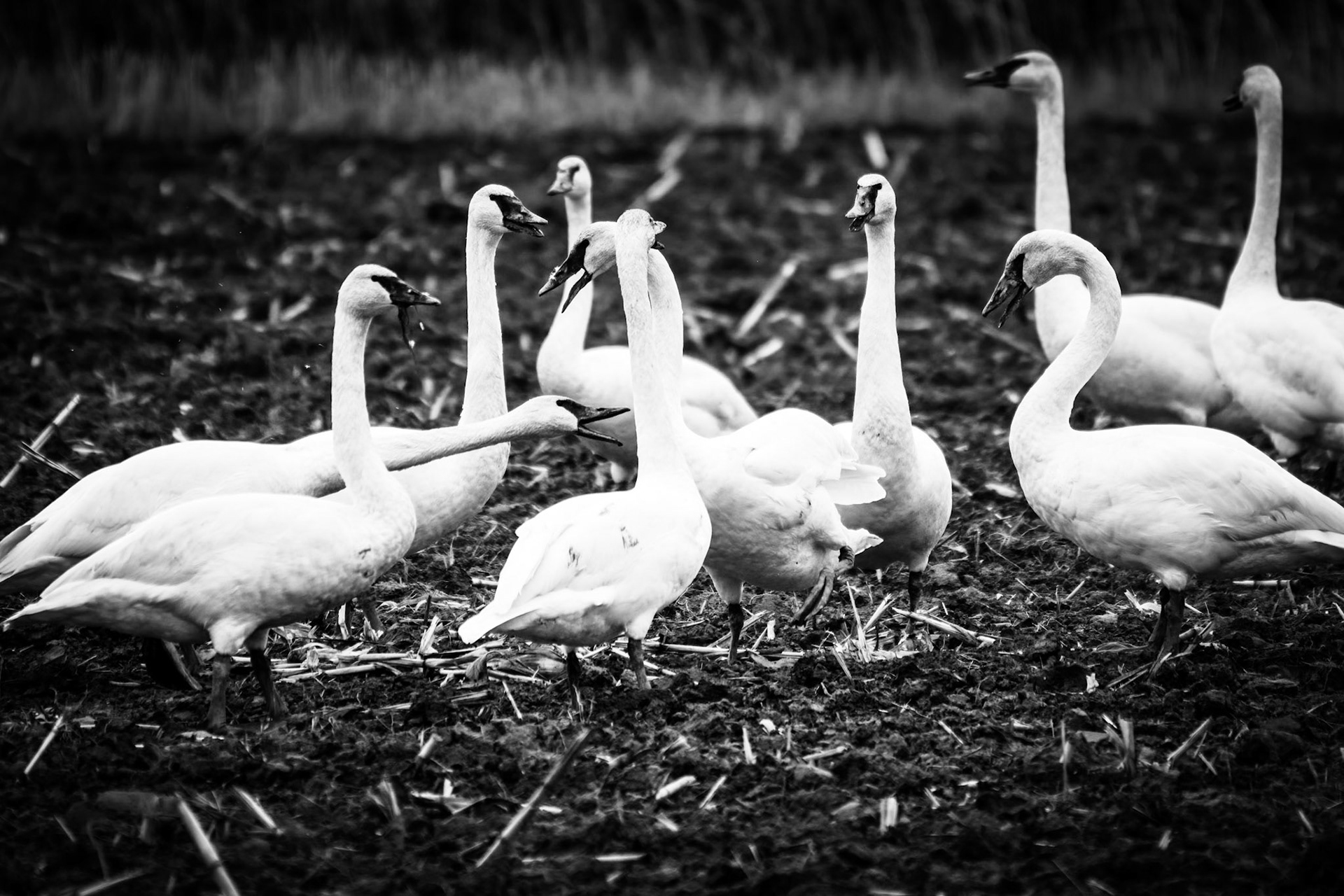 Squabbling Trumpeter Swans