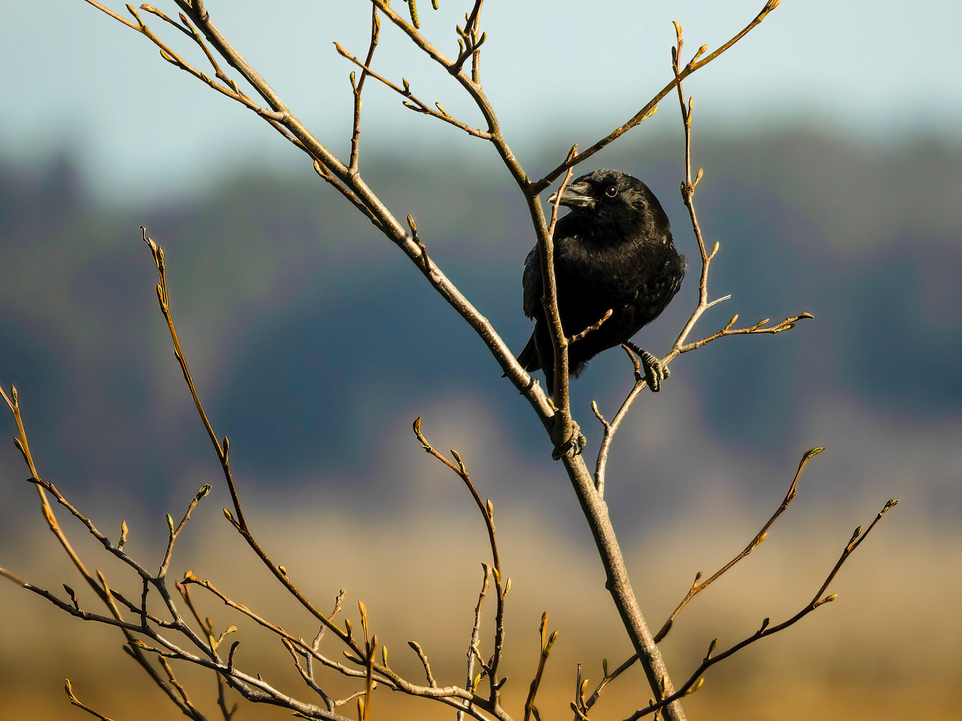 American Crow