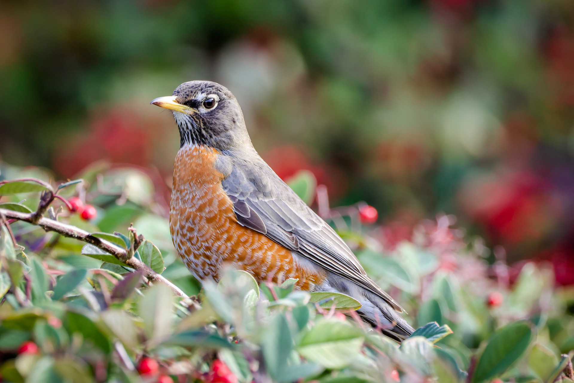 American Robin