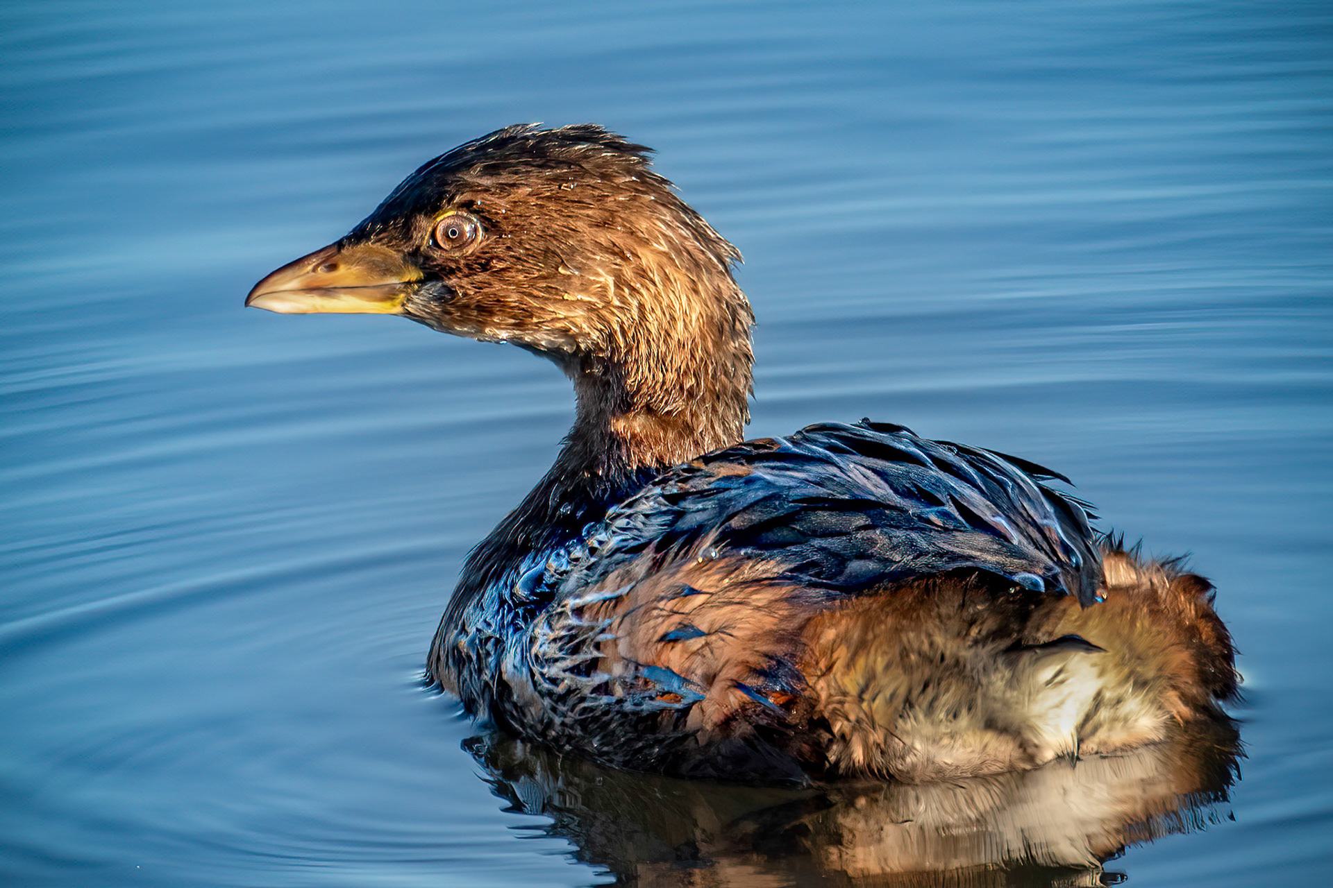 Pied-Billed Grebe