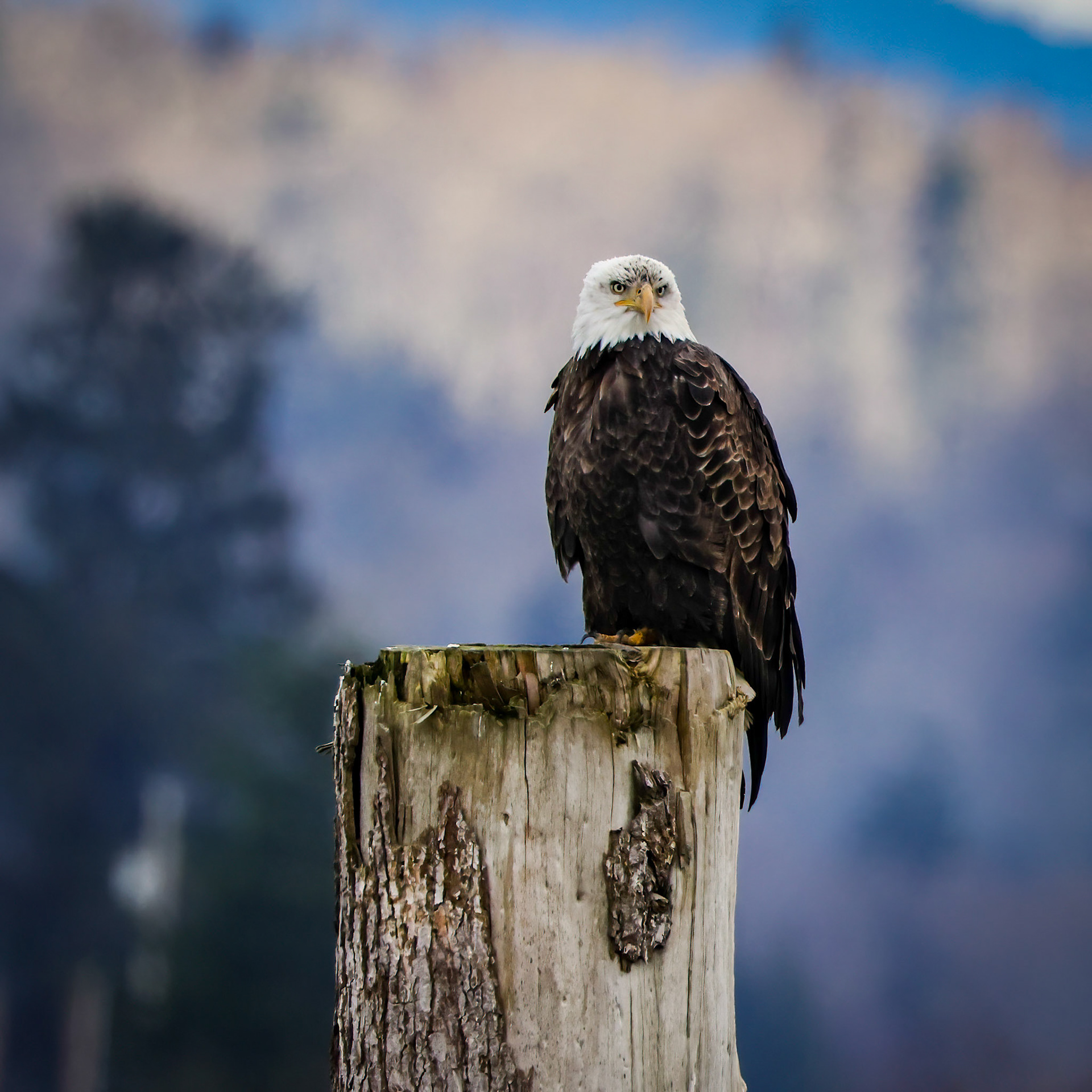 Mature Bald Eagle, Samish Flats