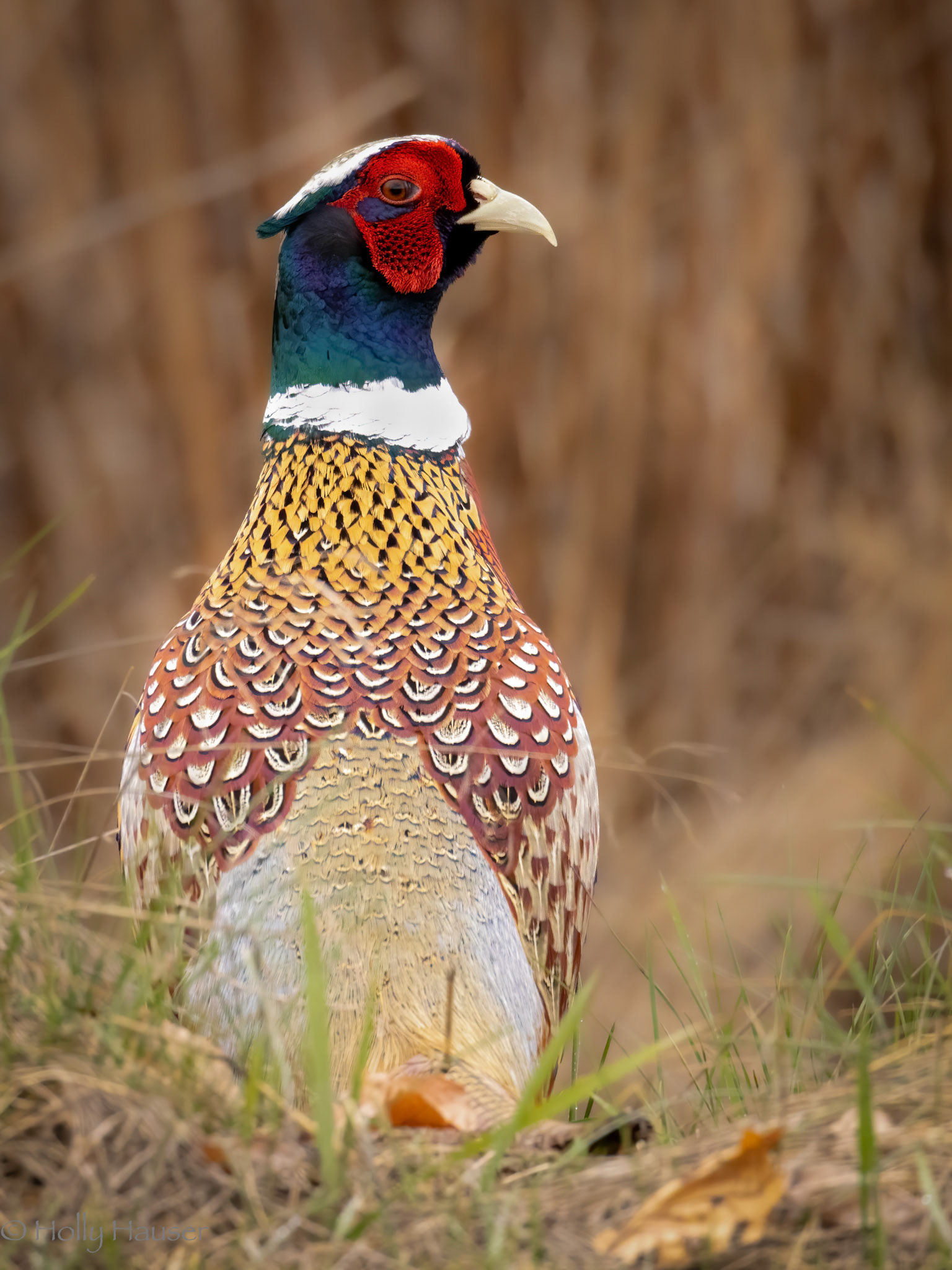 Ring necked Pheasant