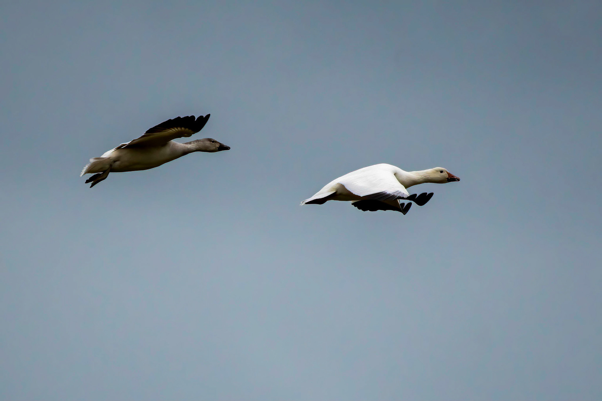 Snow Geese during Migration