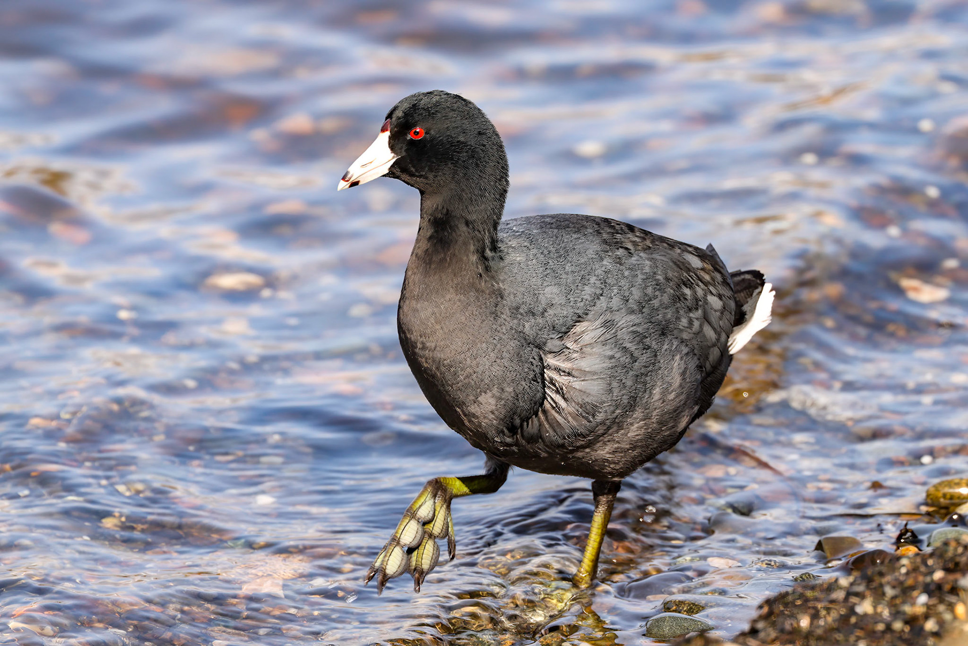 American Coot