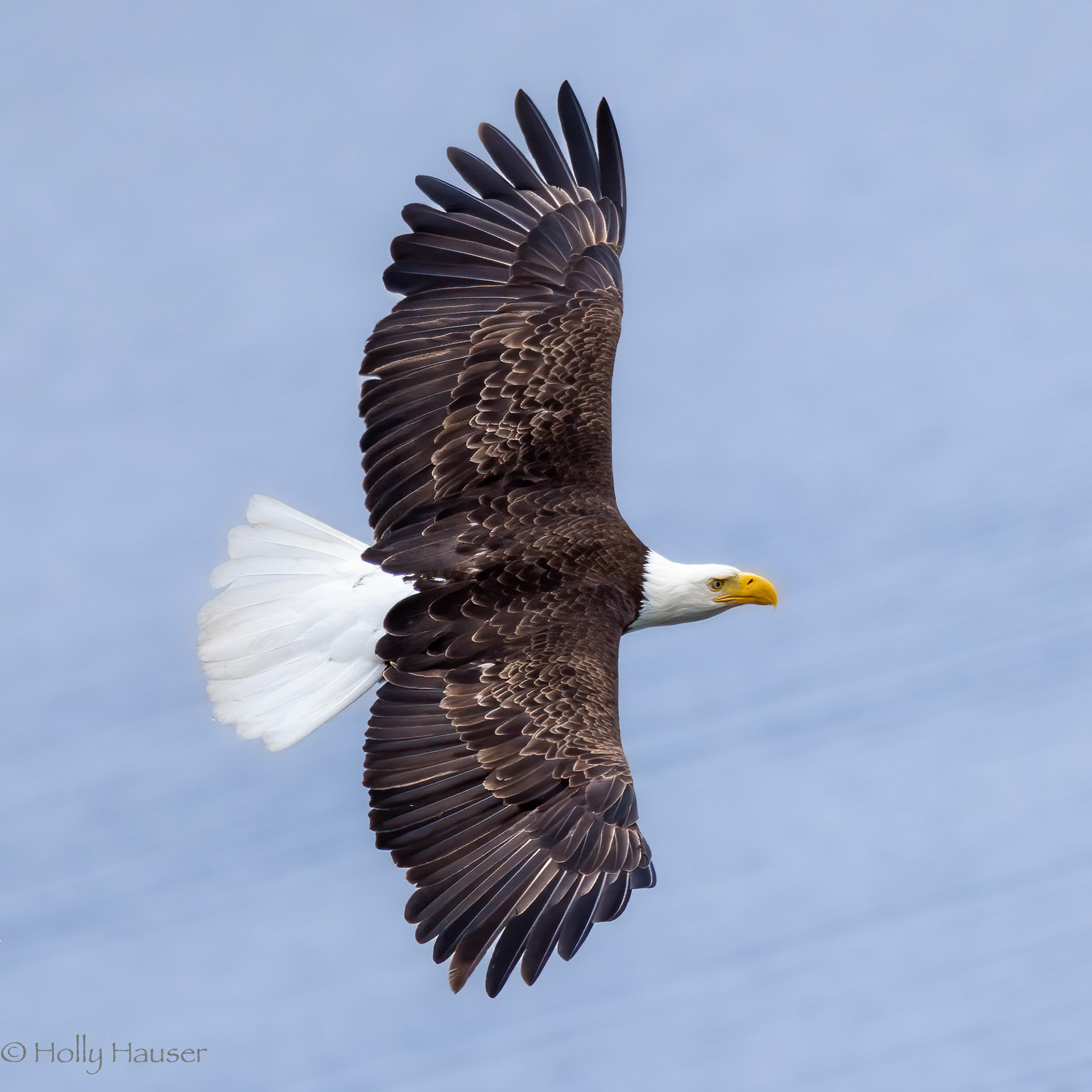 Bald Eagle