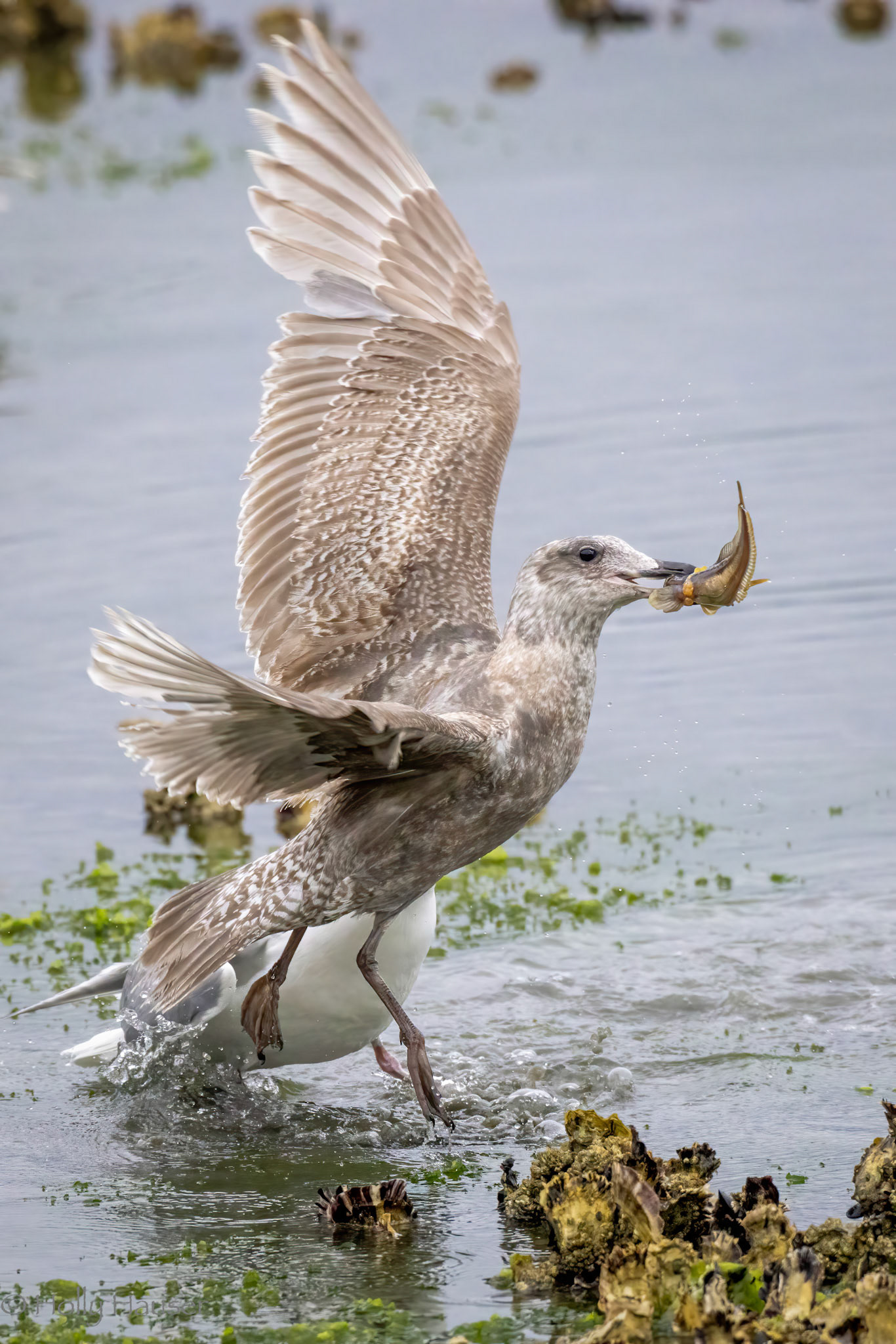 Juvenile Gull