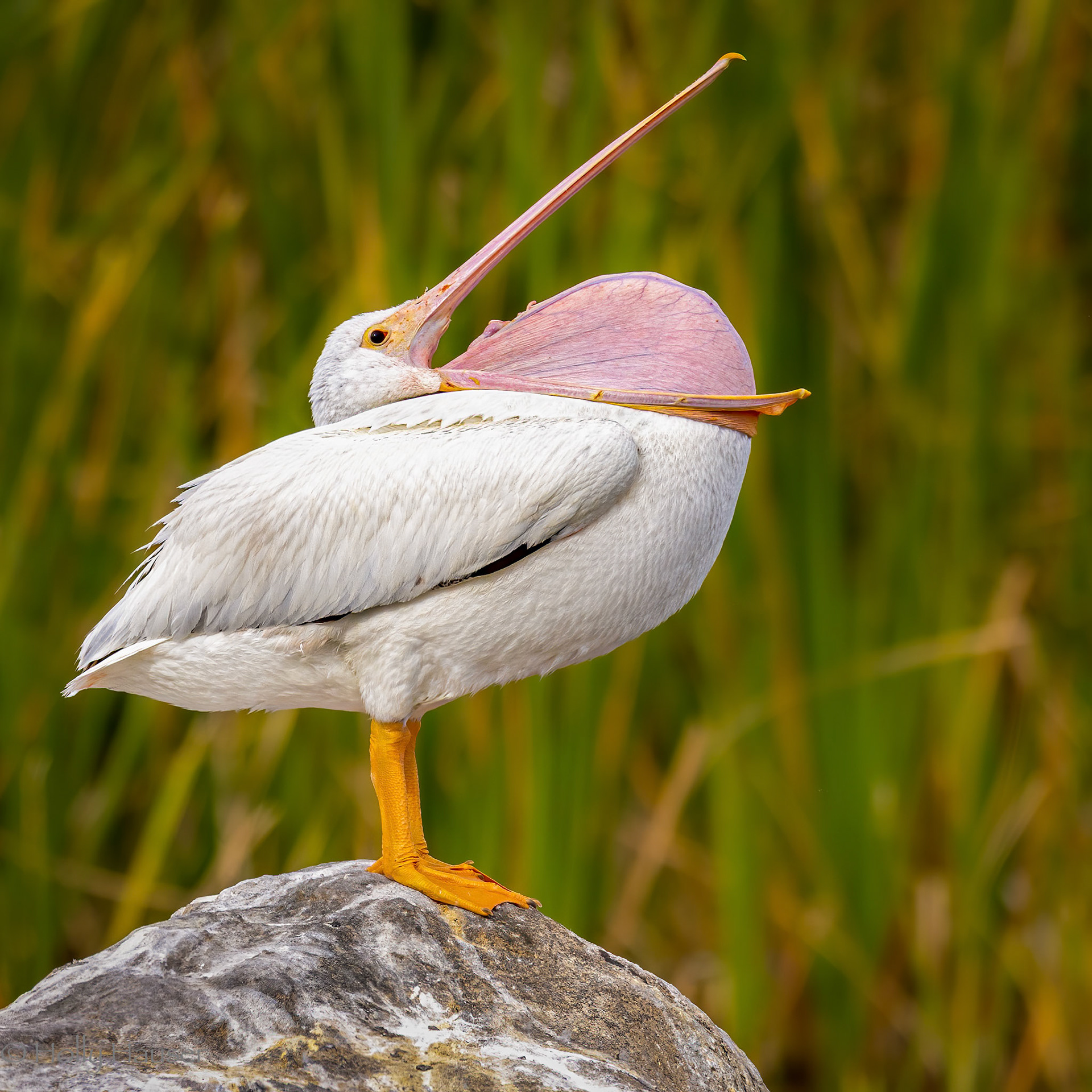 American White Pelican