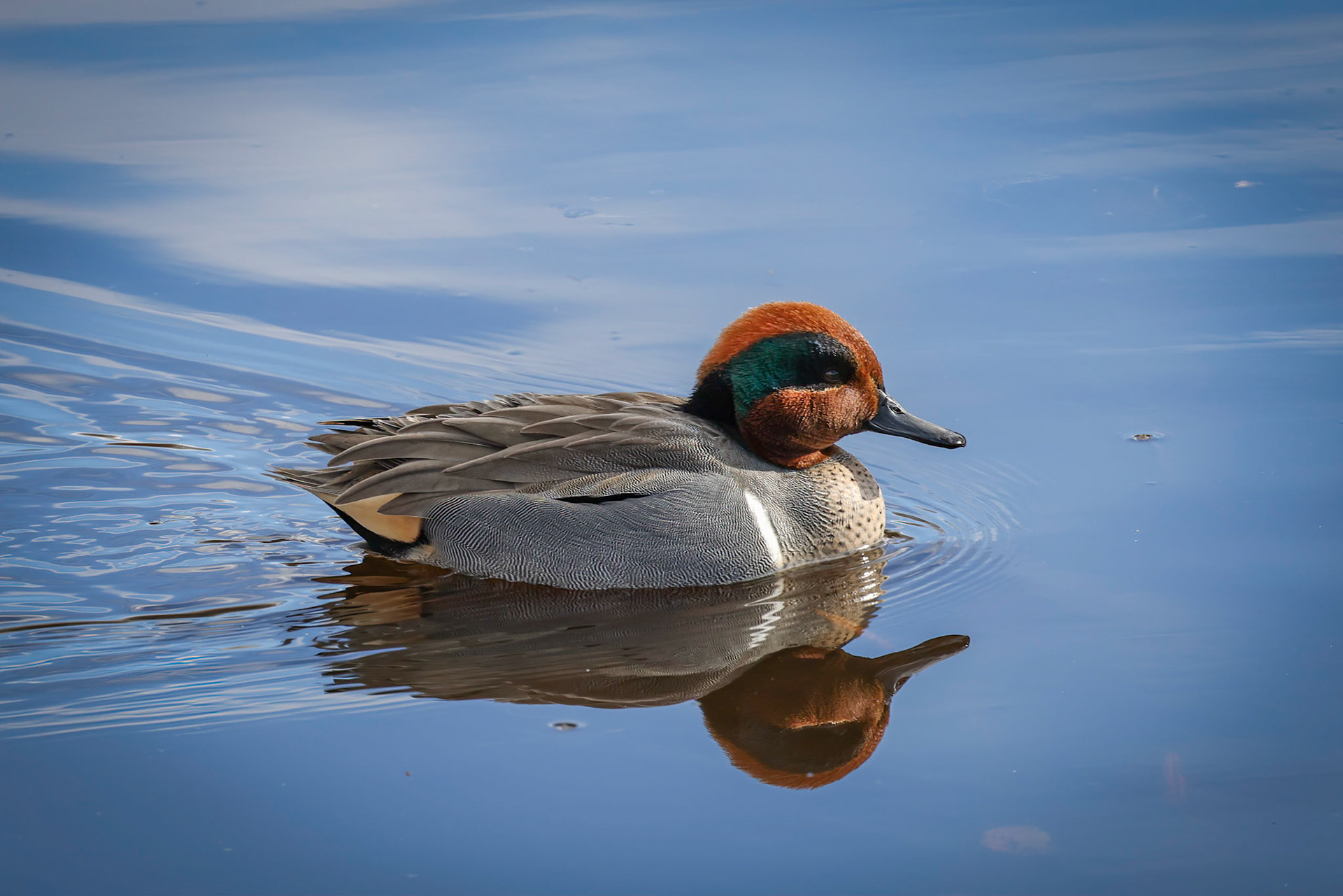 Green-winged Teal