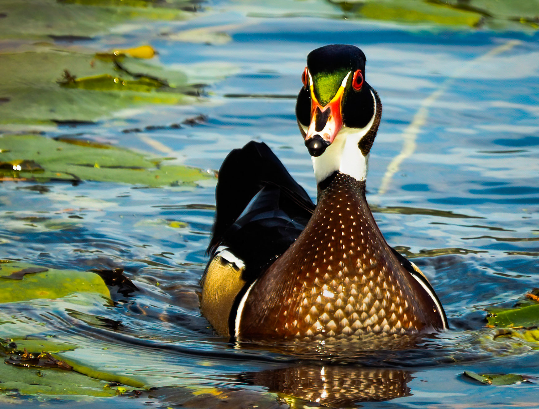Wood Duck