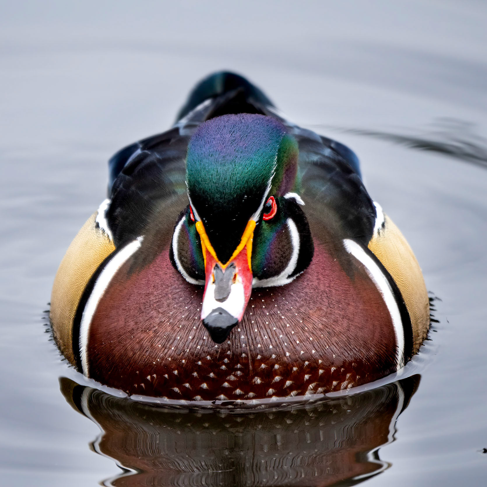 Wood Duck