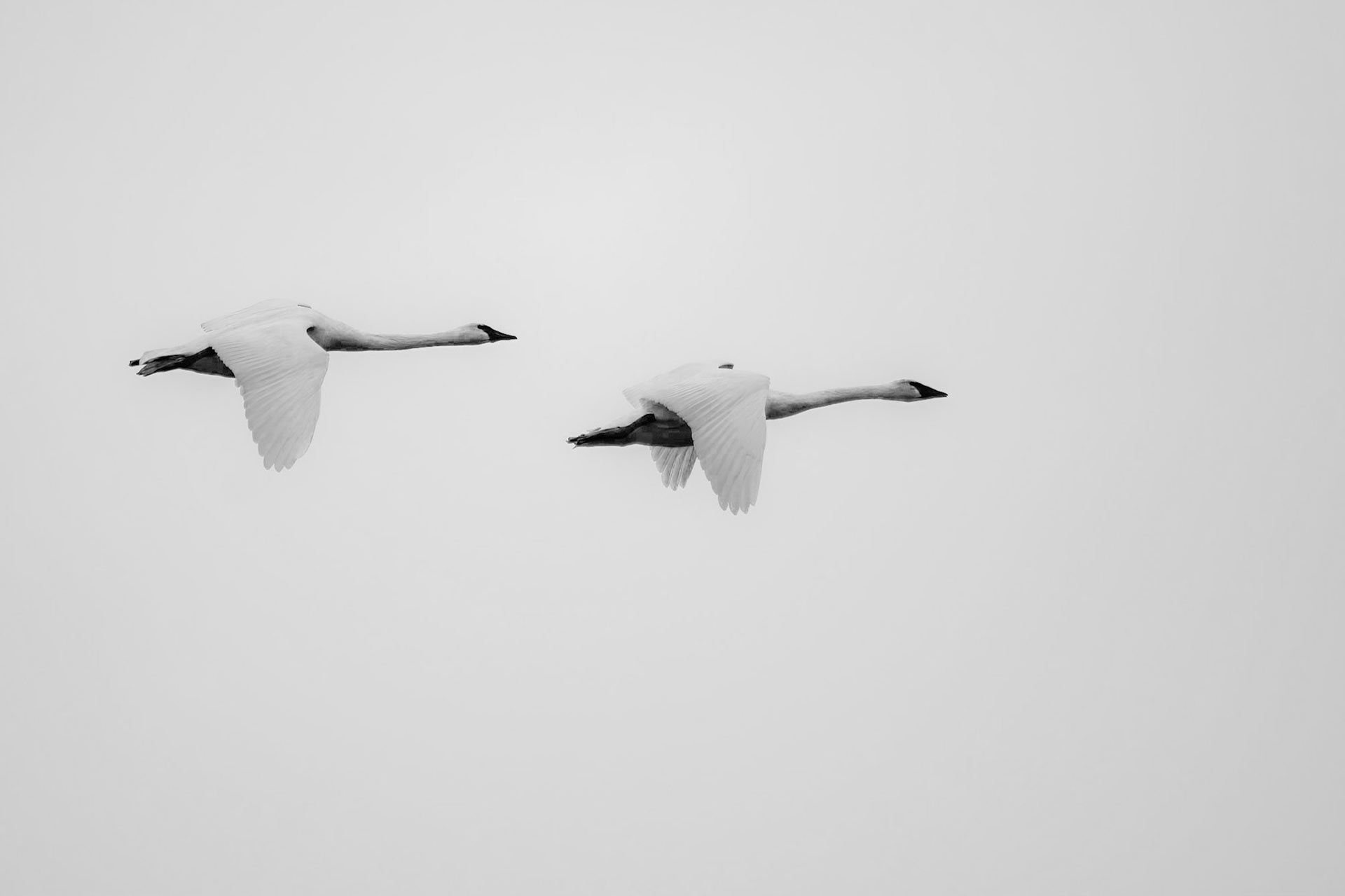 Trumpeter Swans during Migration