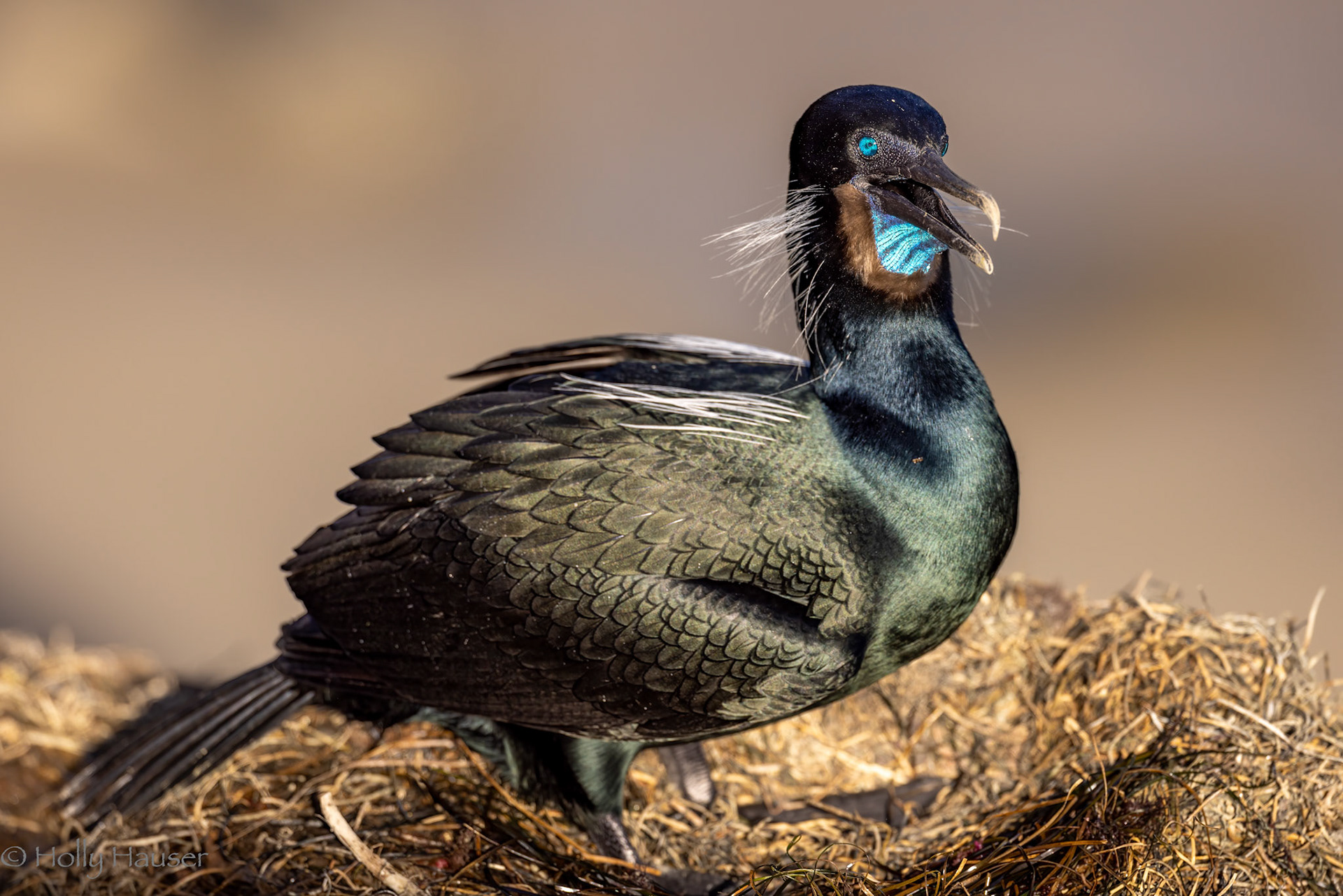 Brandt's Cormorant