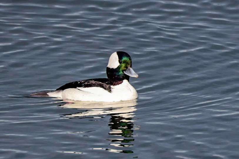 Bufflehead
