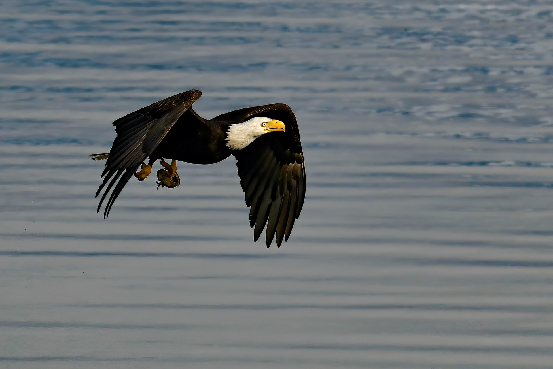 Mature Eagle, Puget Sound