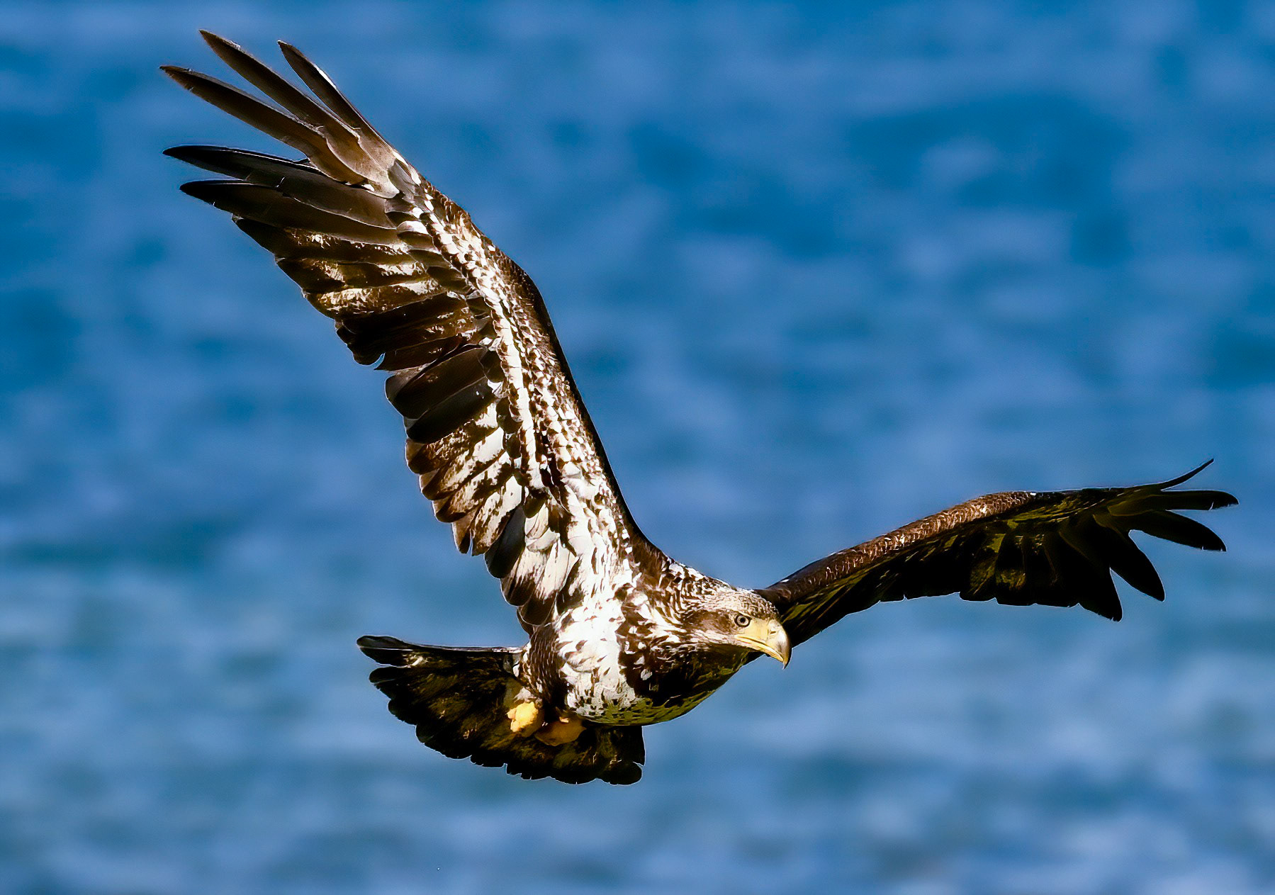 Juvenile Eagle, Puget Sound