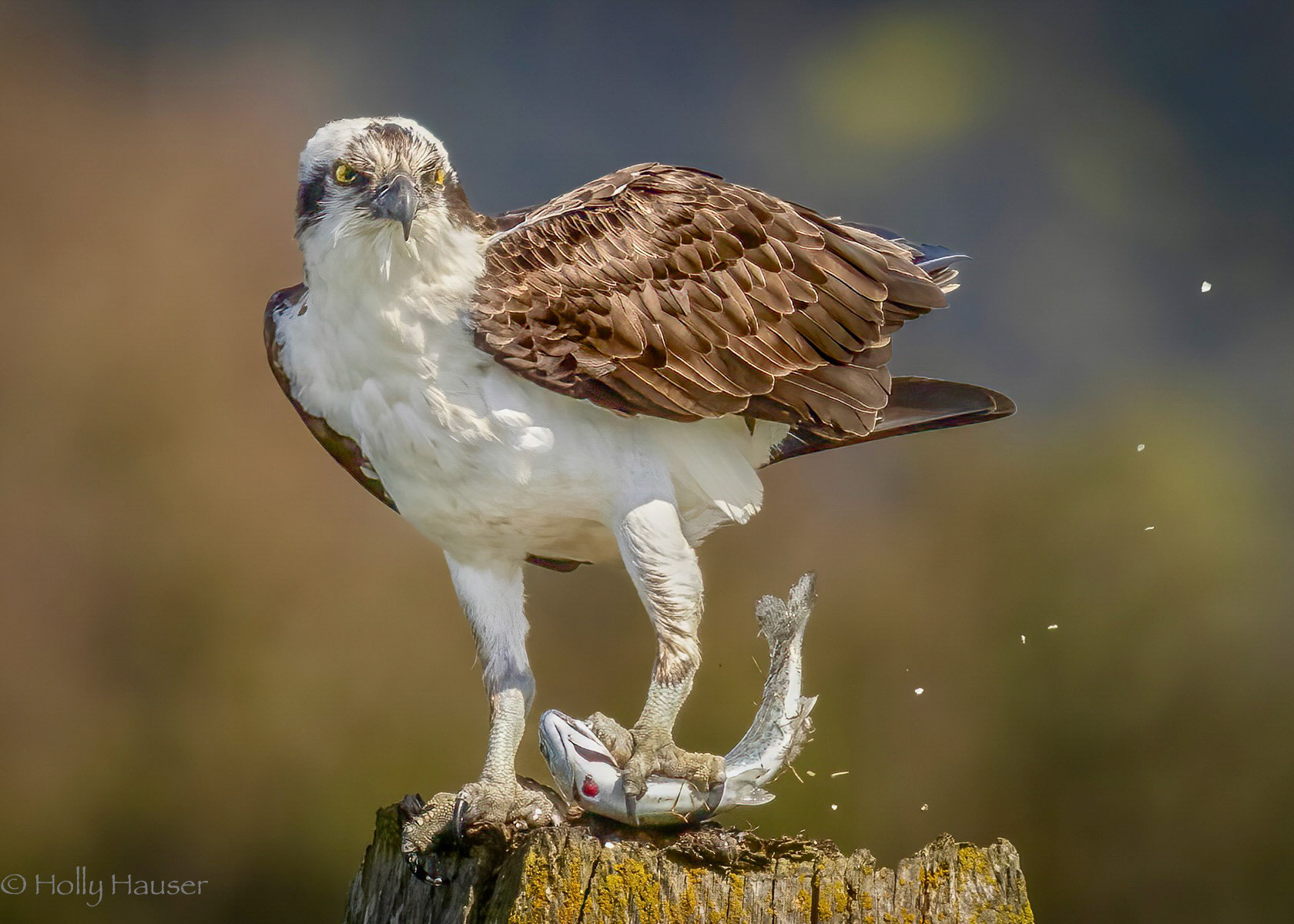Osprey