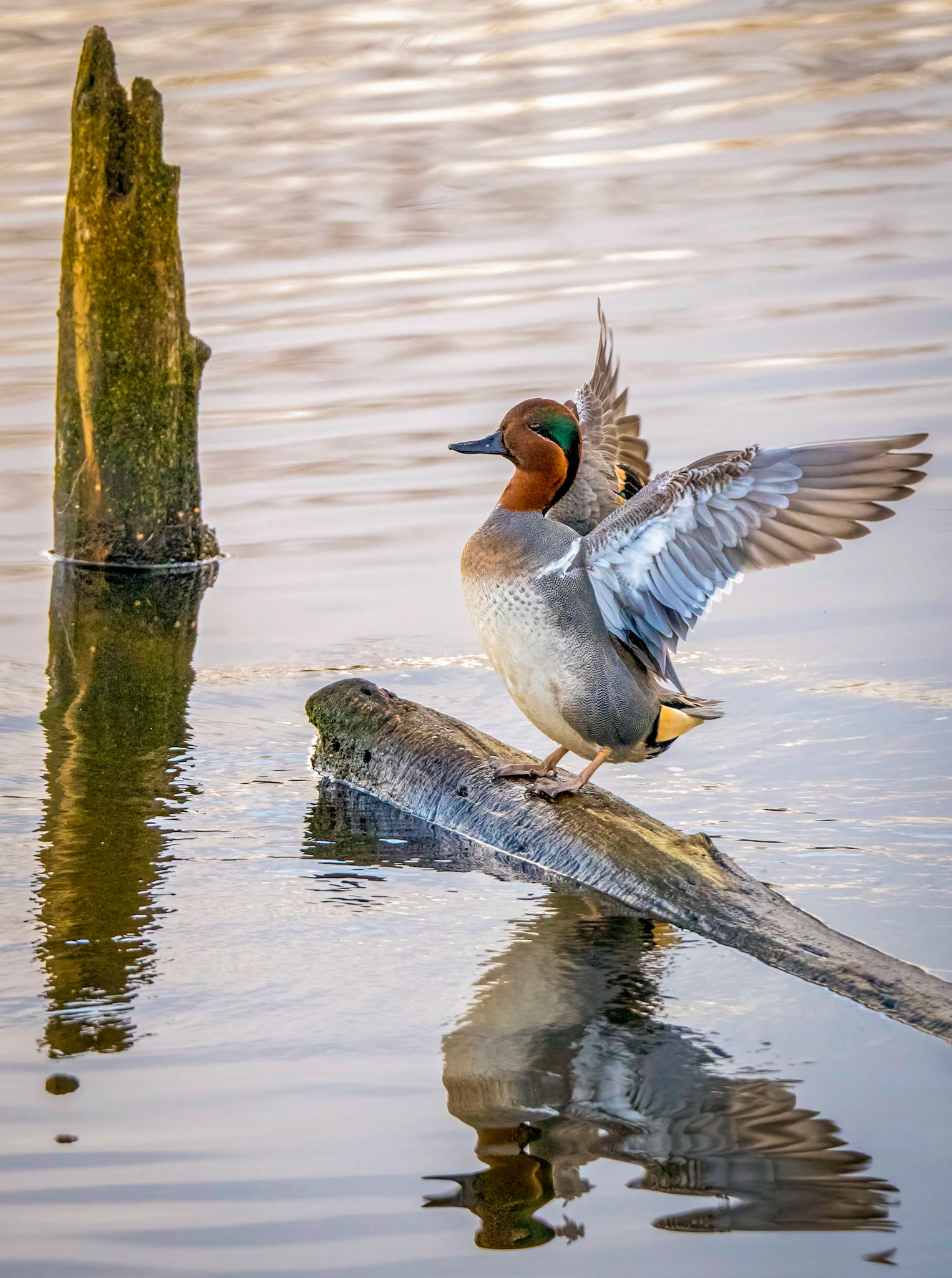 Green-winged Teal