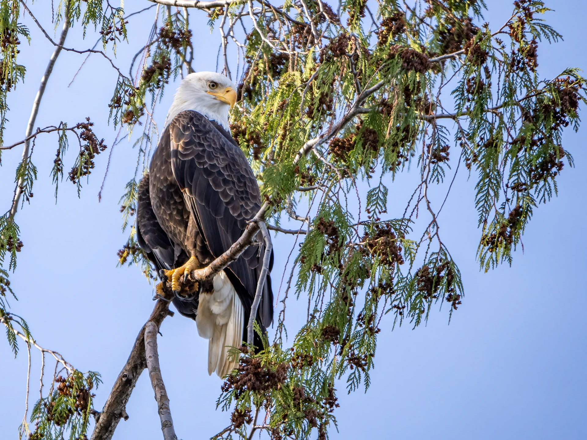 Bald Eagle, Lake Sammamish