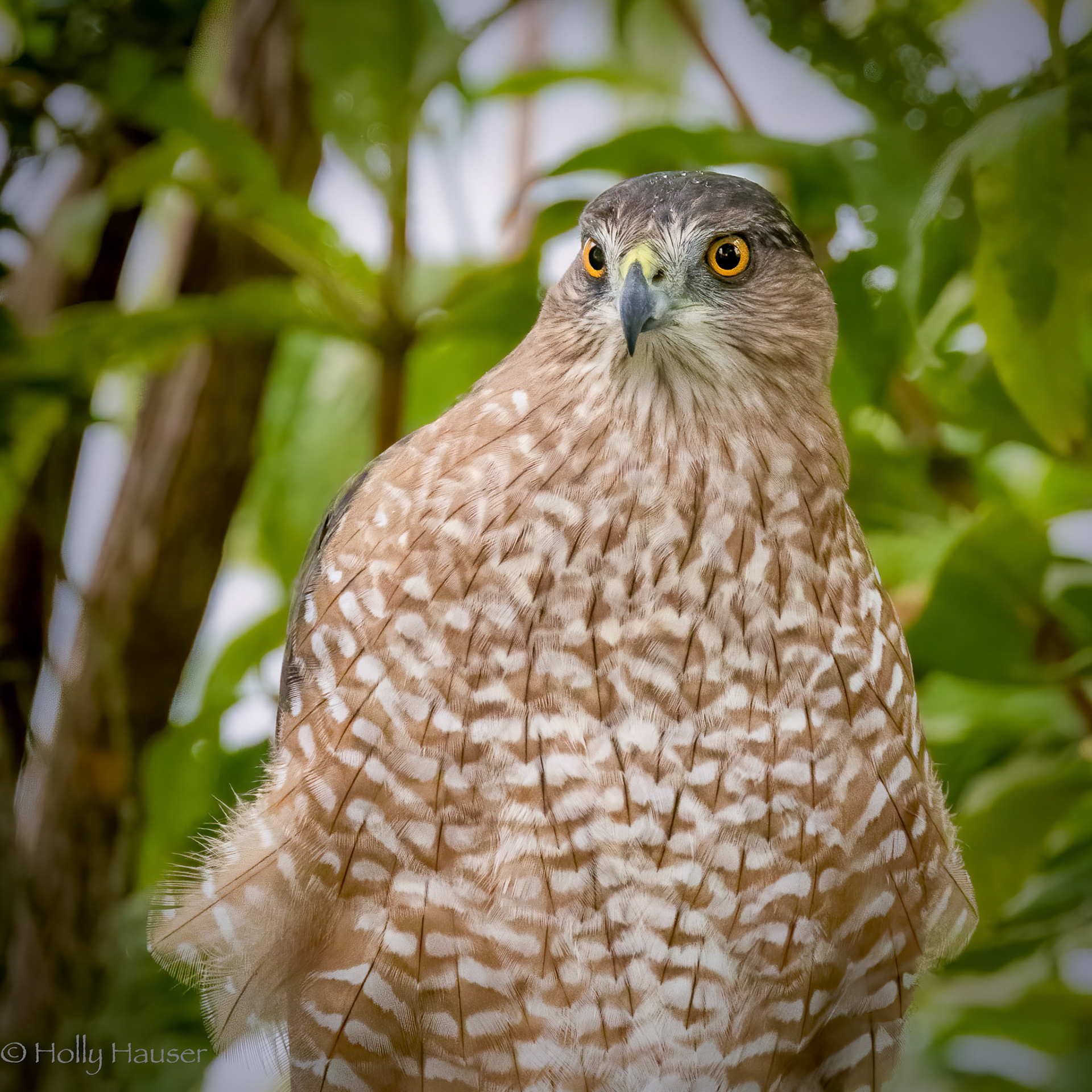 Cooper's Hawk