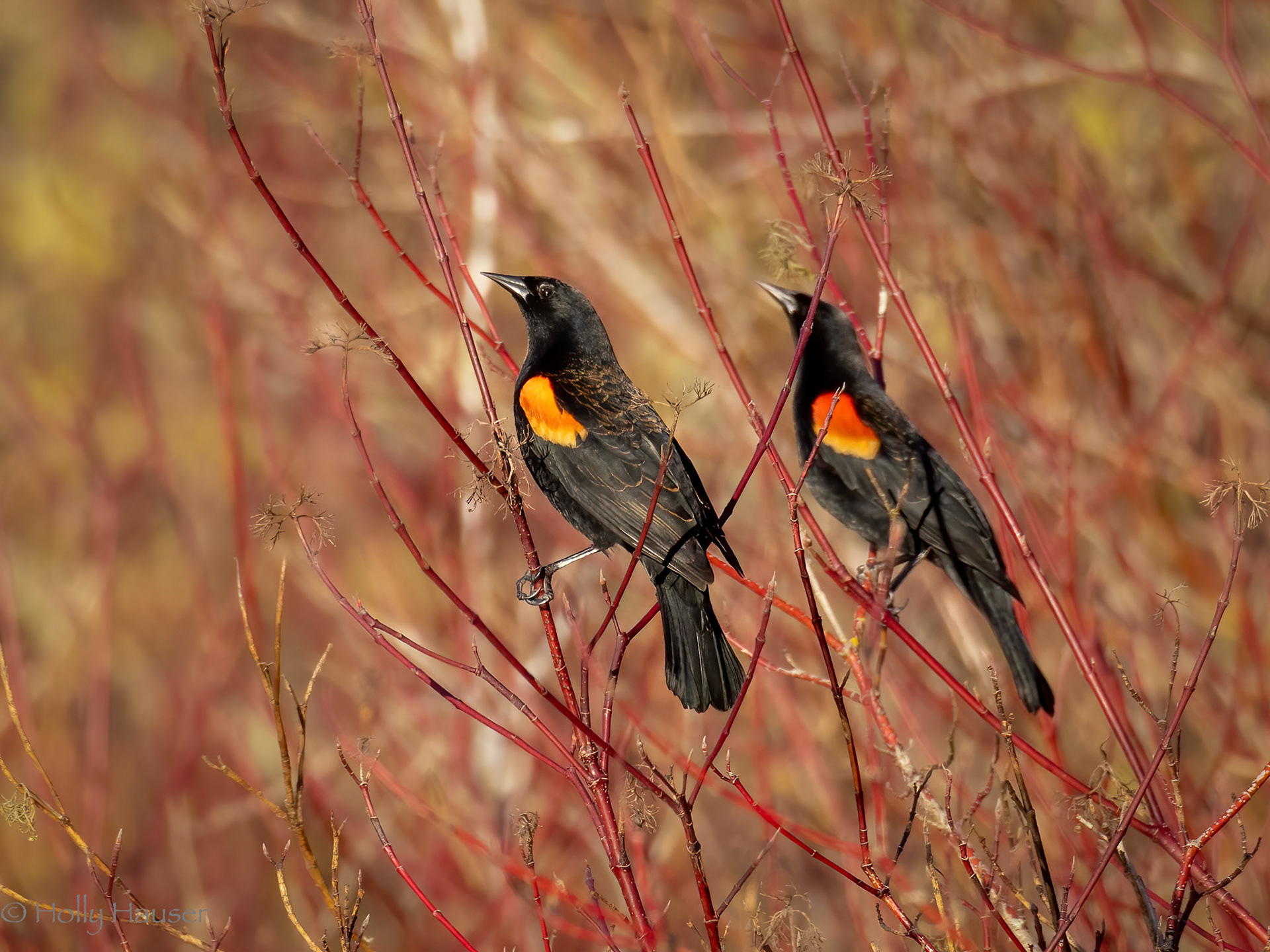Red-winged Blackbird