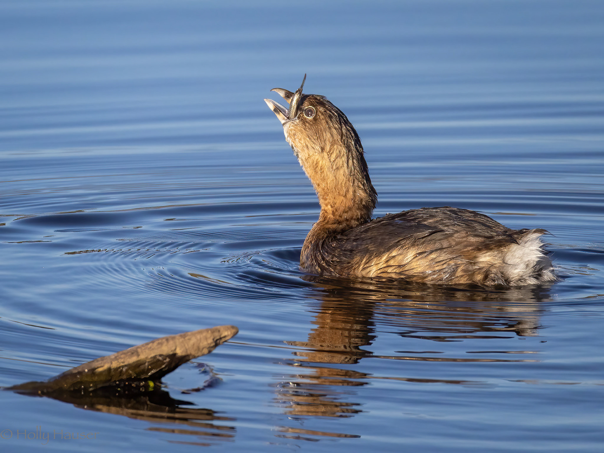Pied-billed Grebe