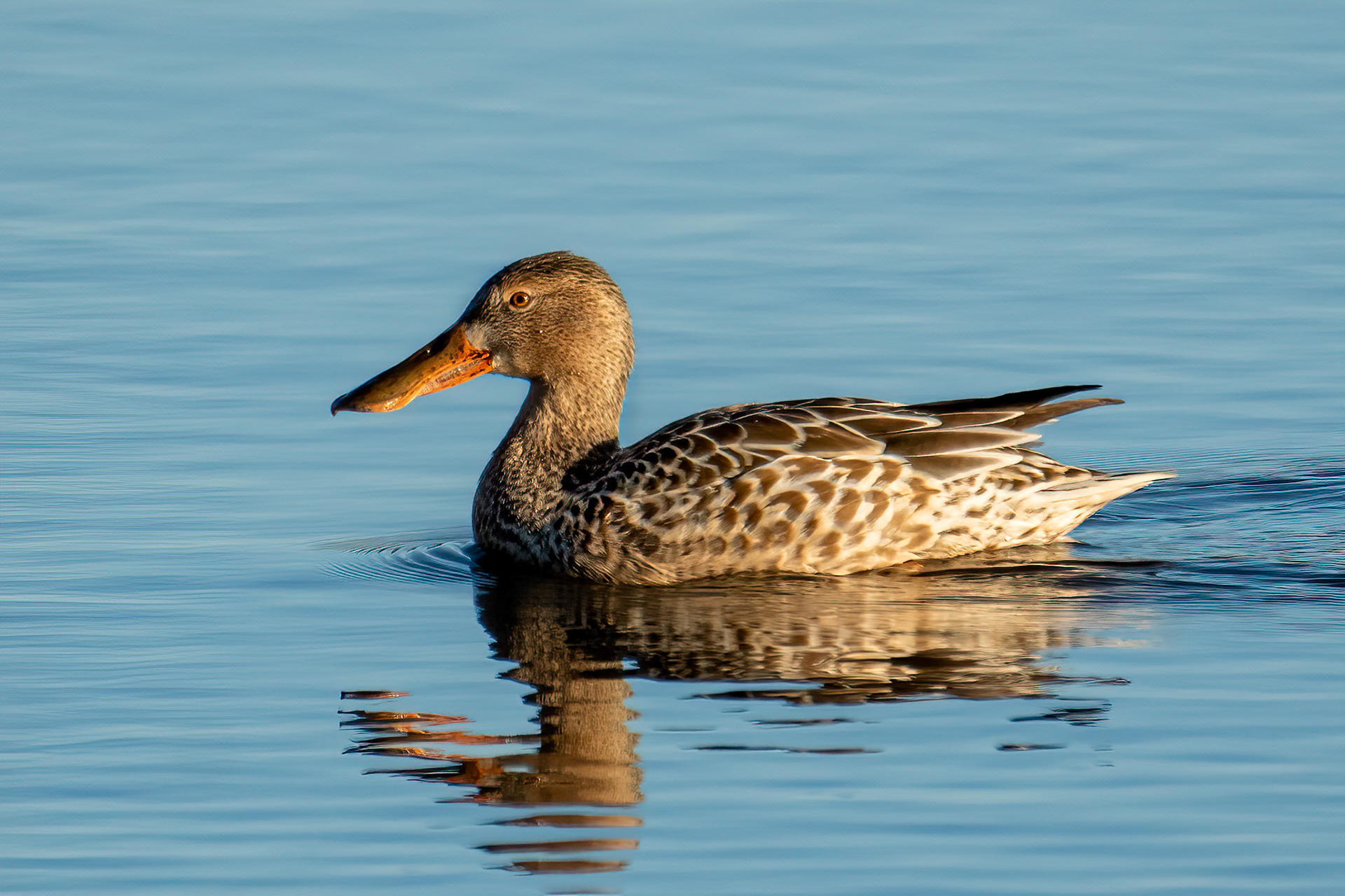 Northern Shoveler