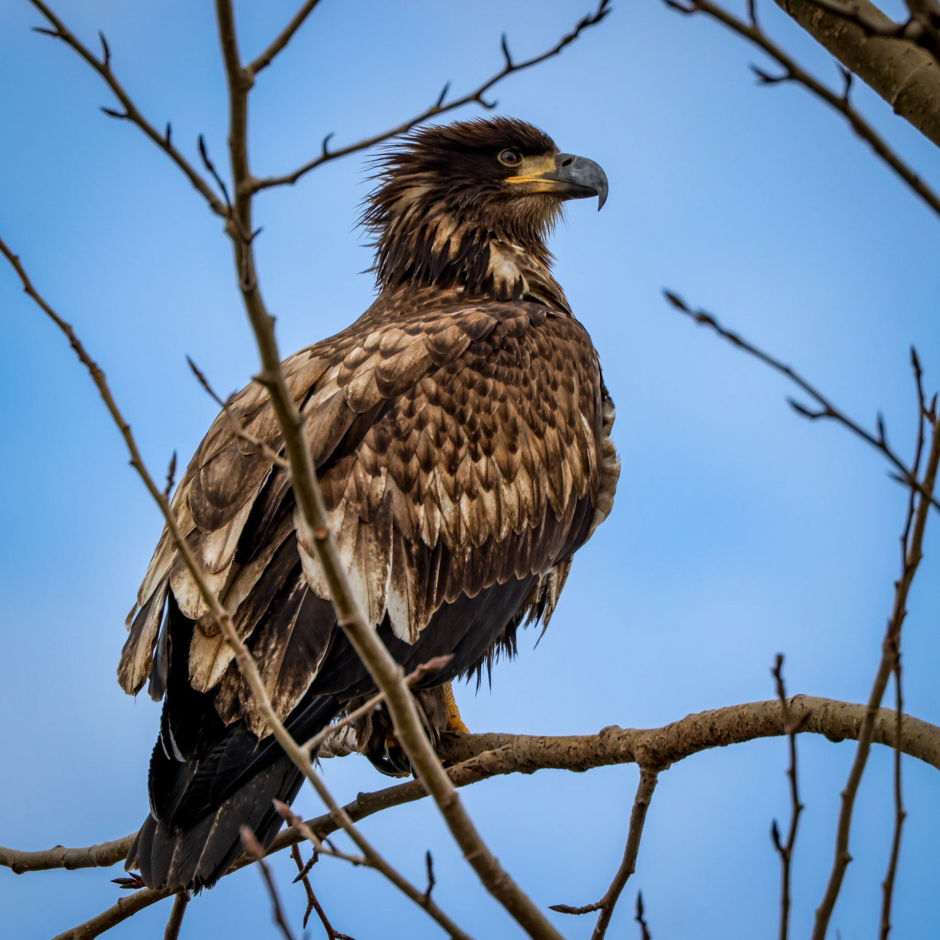 Juvenile Eagle, Samish Flats