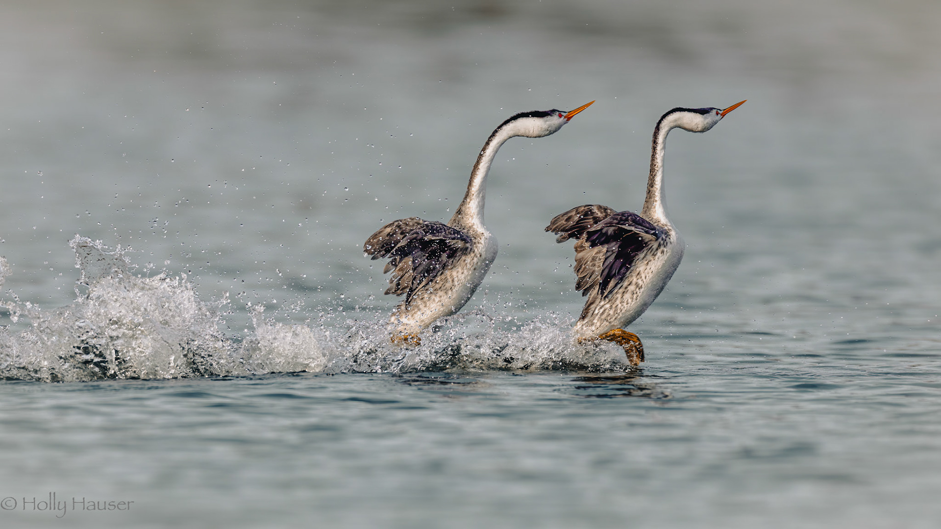 Clark's Grebes