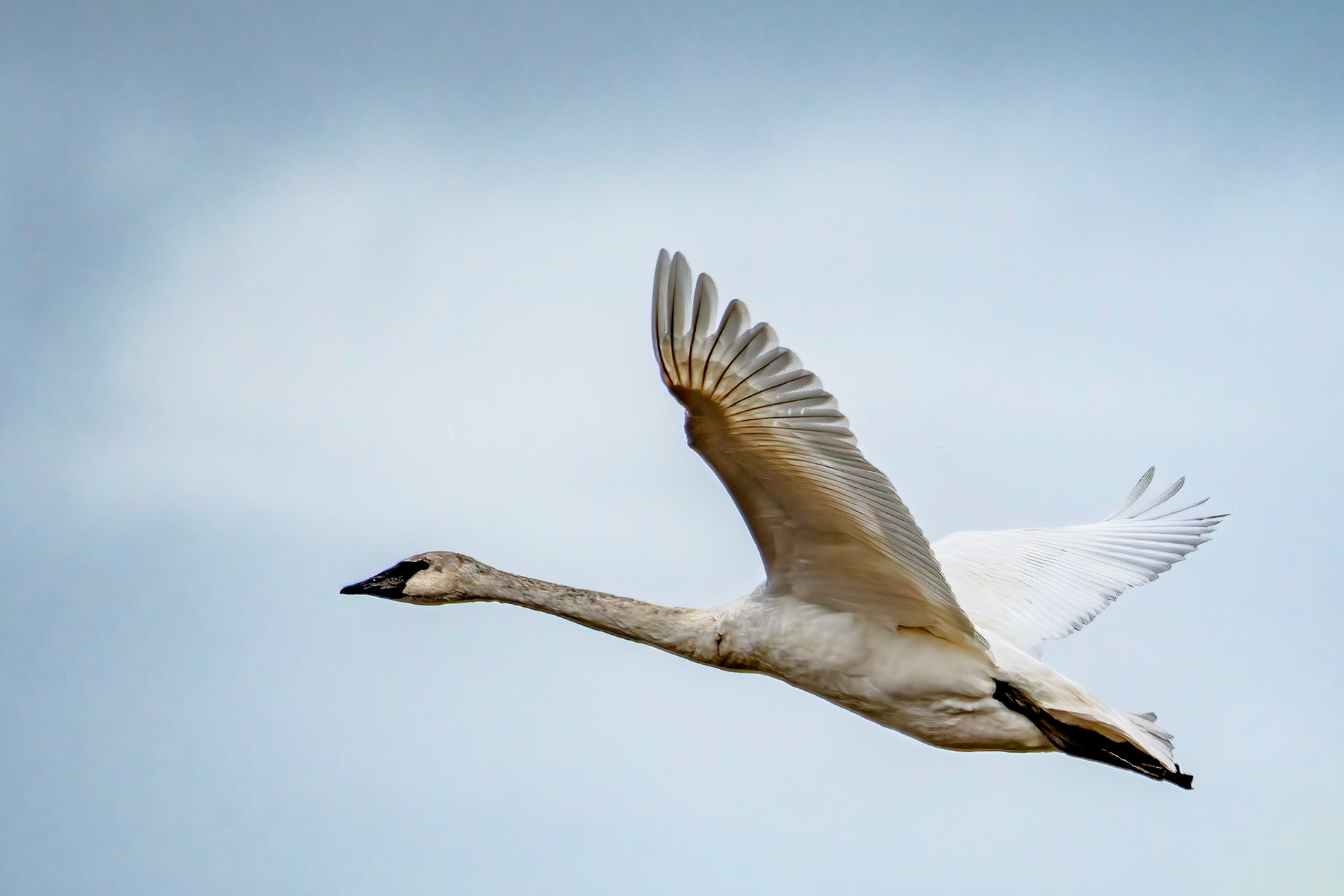 Trumpeter Swan
