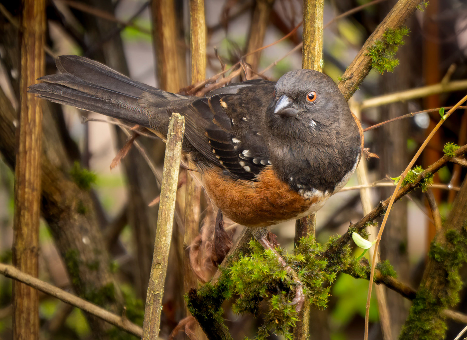 Spotted Towhee