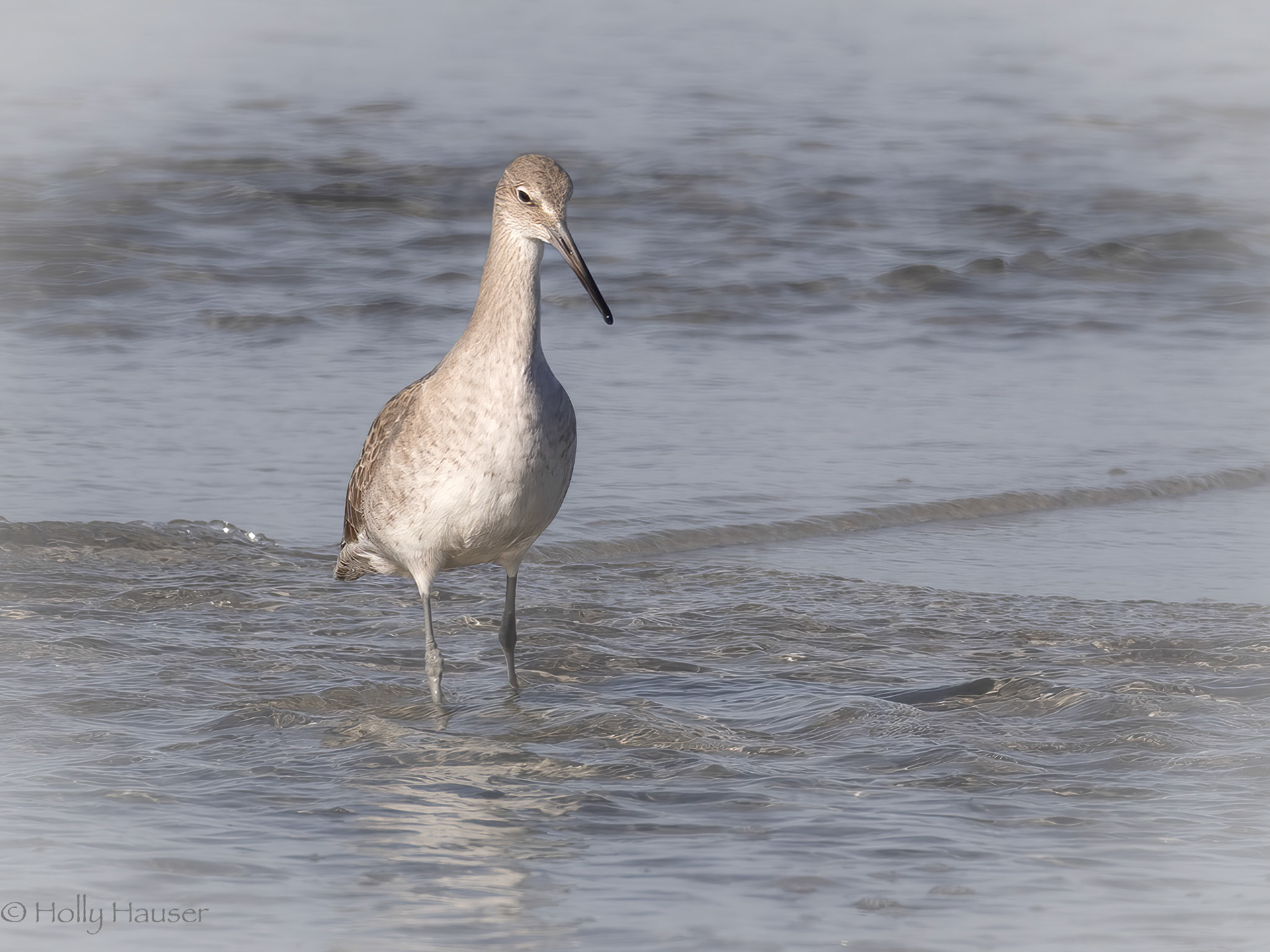Willet
