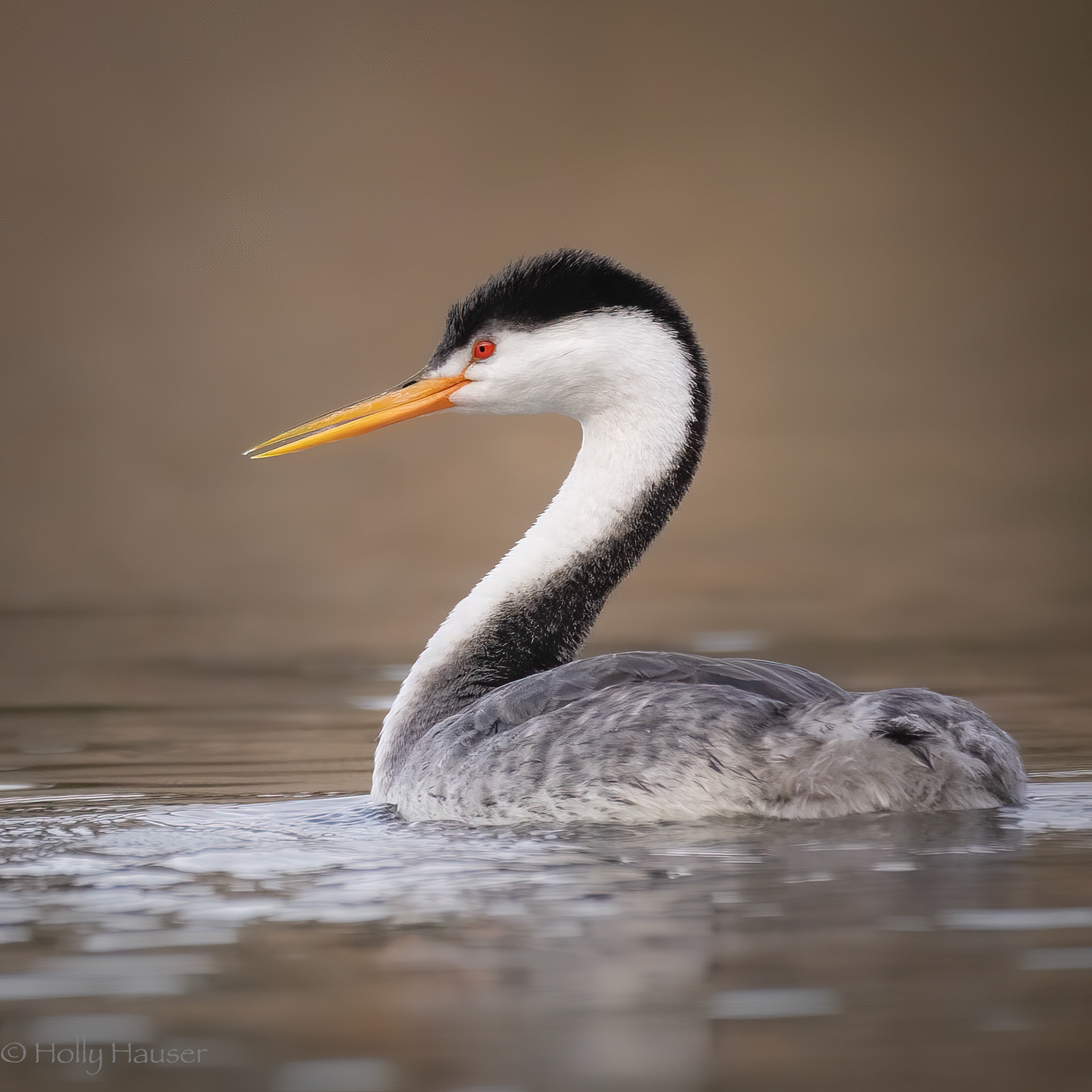 Clark's Grebe