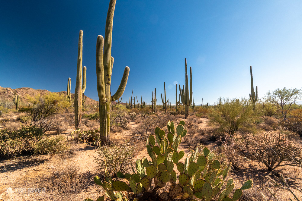 Saguaro National Park