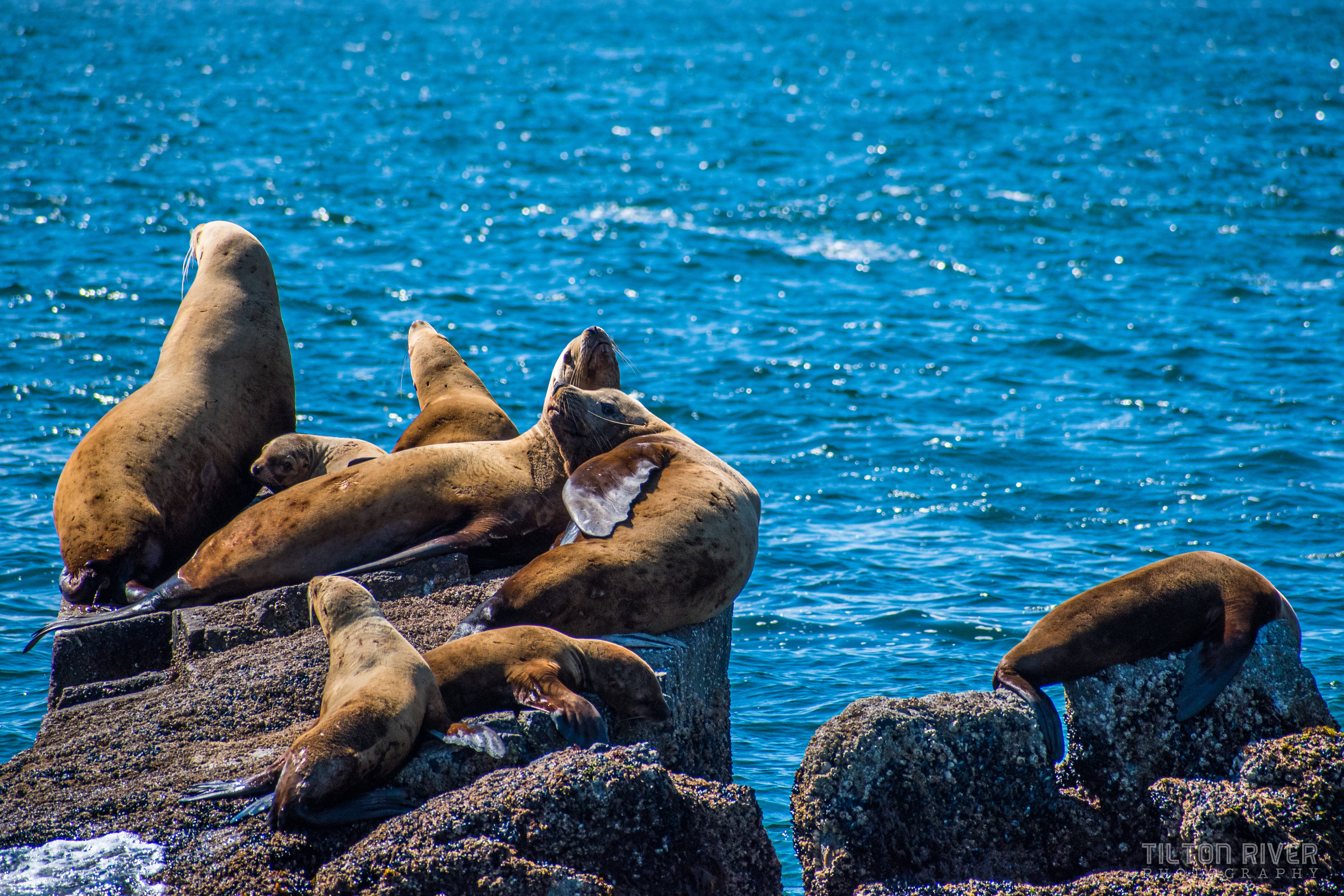 Steller Sea Lions - Kenai Fjords NP