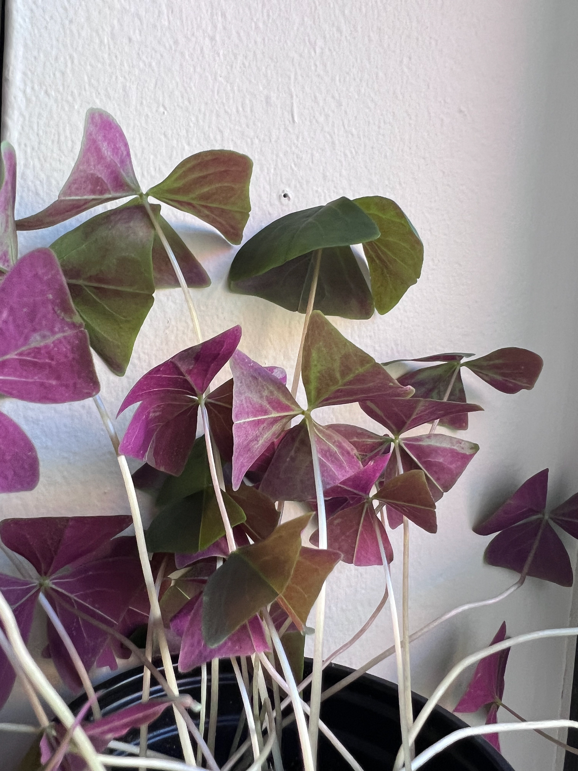 plant still alive πͺ΄