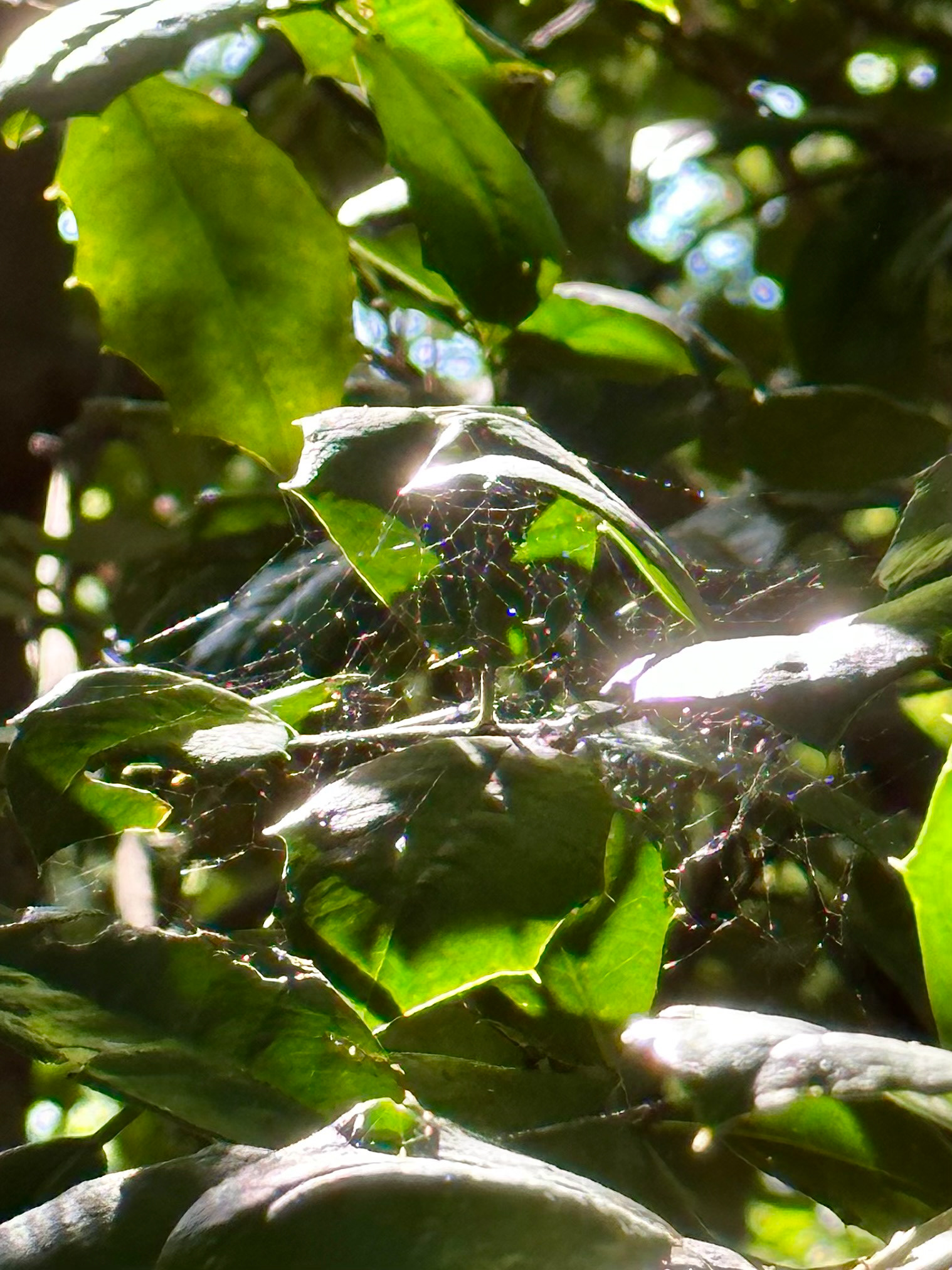 Greenery 2
