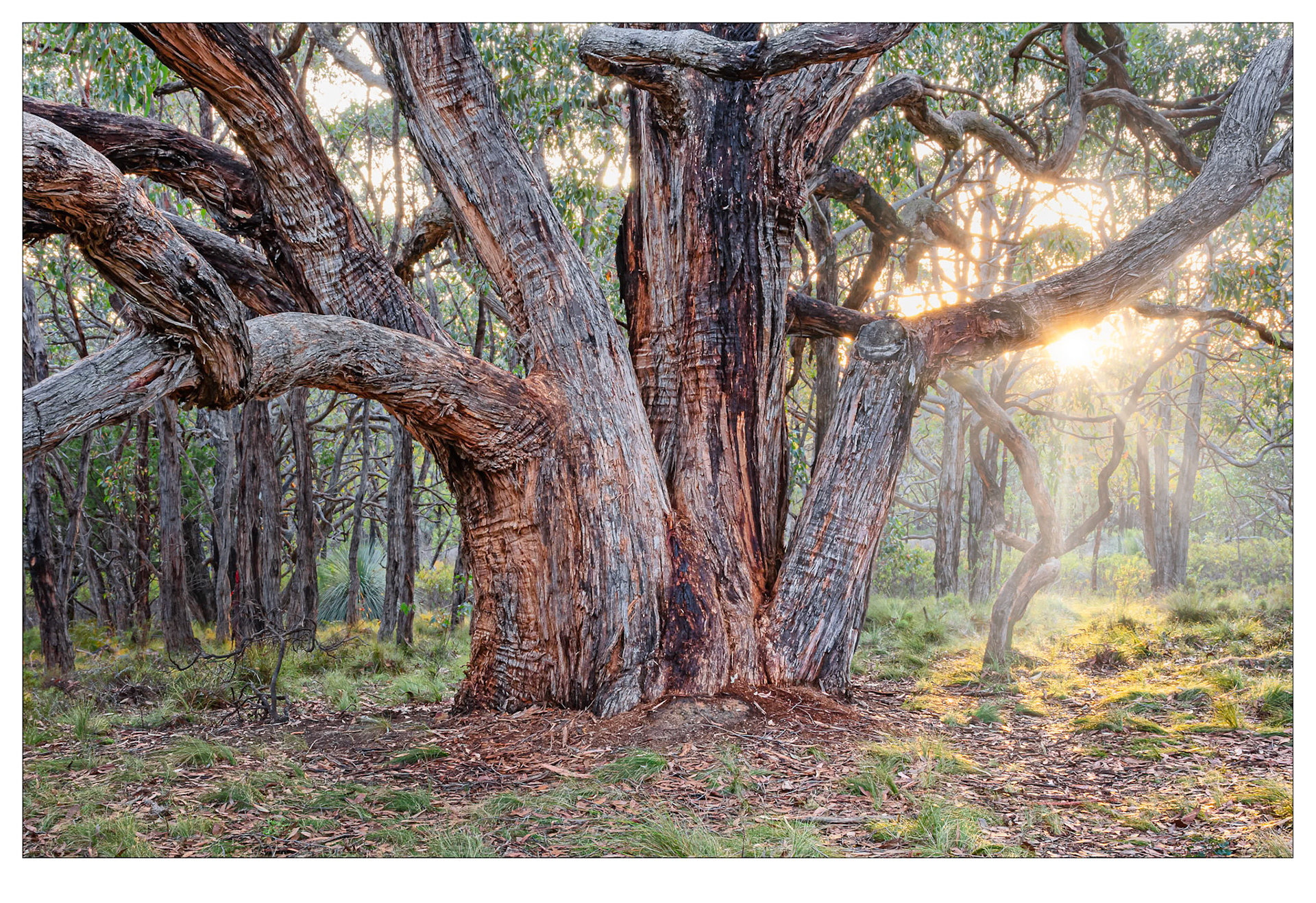 Deep Creek Dawn - South Australia