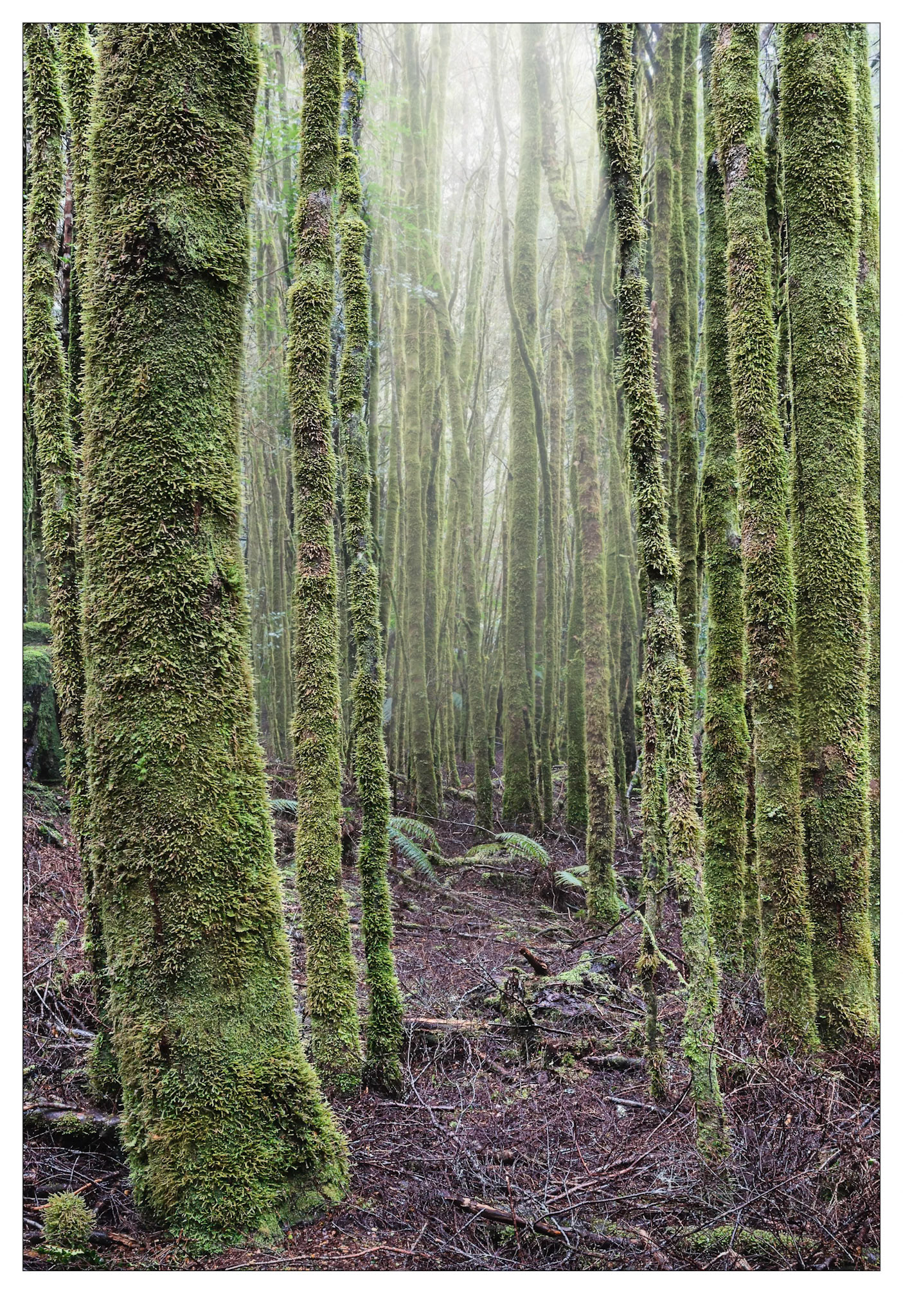 Land of Fuzz - Tarkine, Tasmania