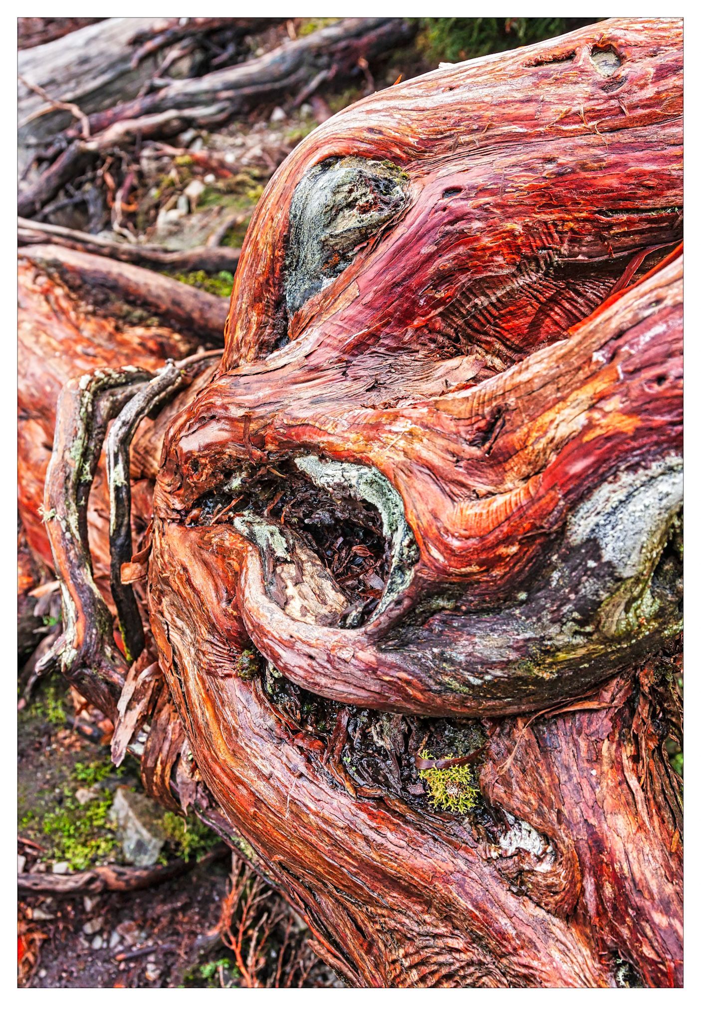 First Contact - Cradle Mountain, Tasmania